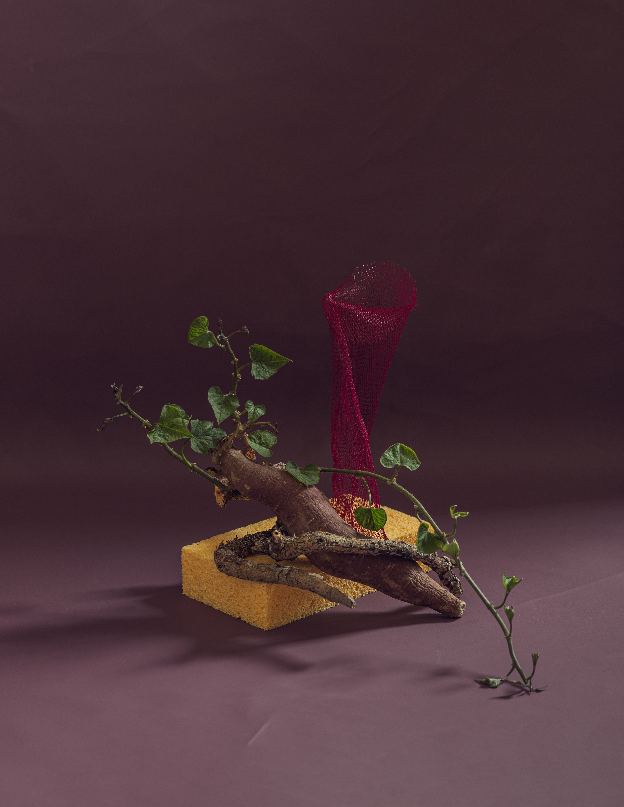 contemporary still life  with rot vegetable sweet potato