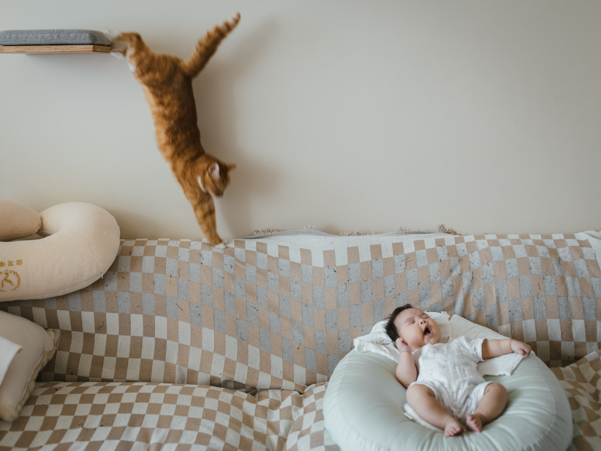 Photos of pets. Shanghai Family Photographer Dora