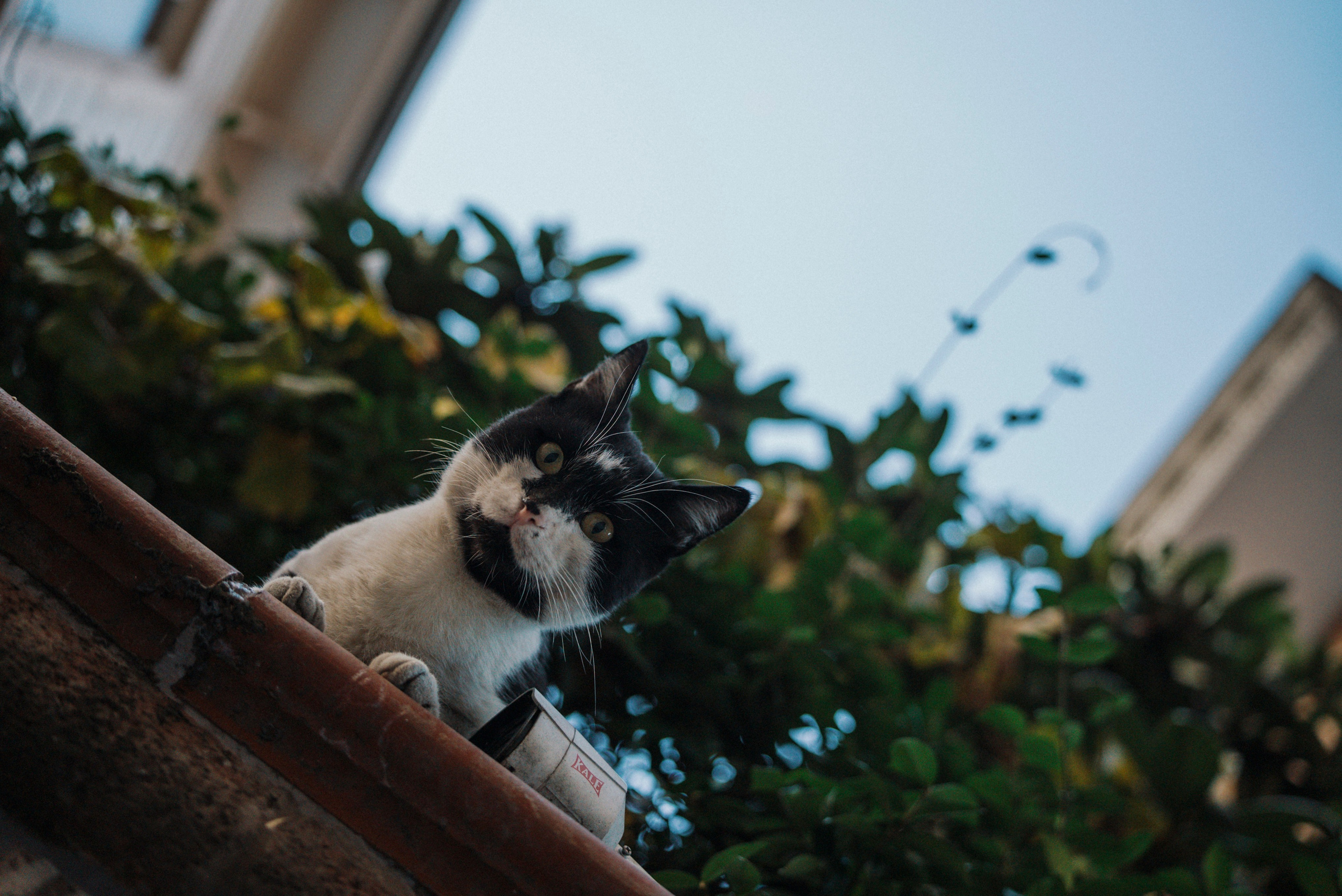 СТАМБУЛ. Стрит-фотография, полная абсурда, идиотизма и красоты