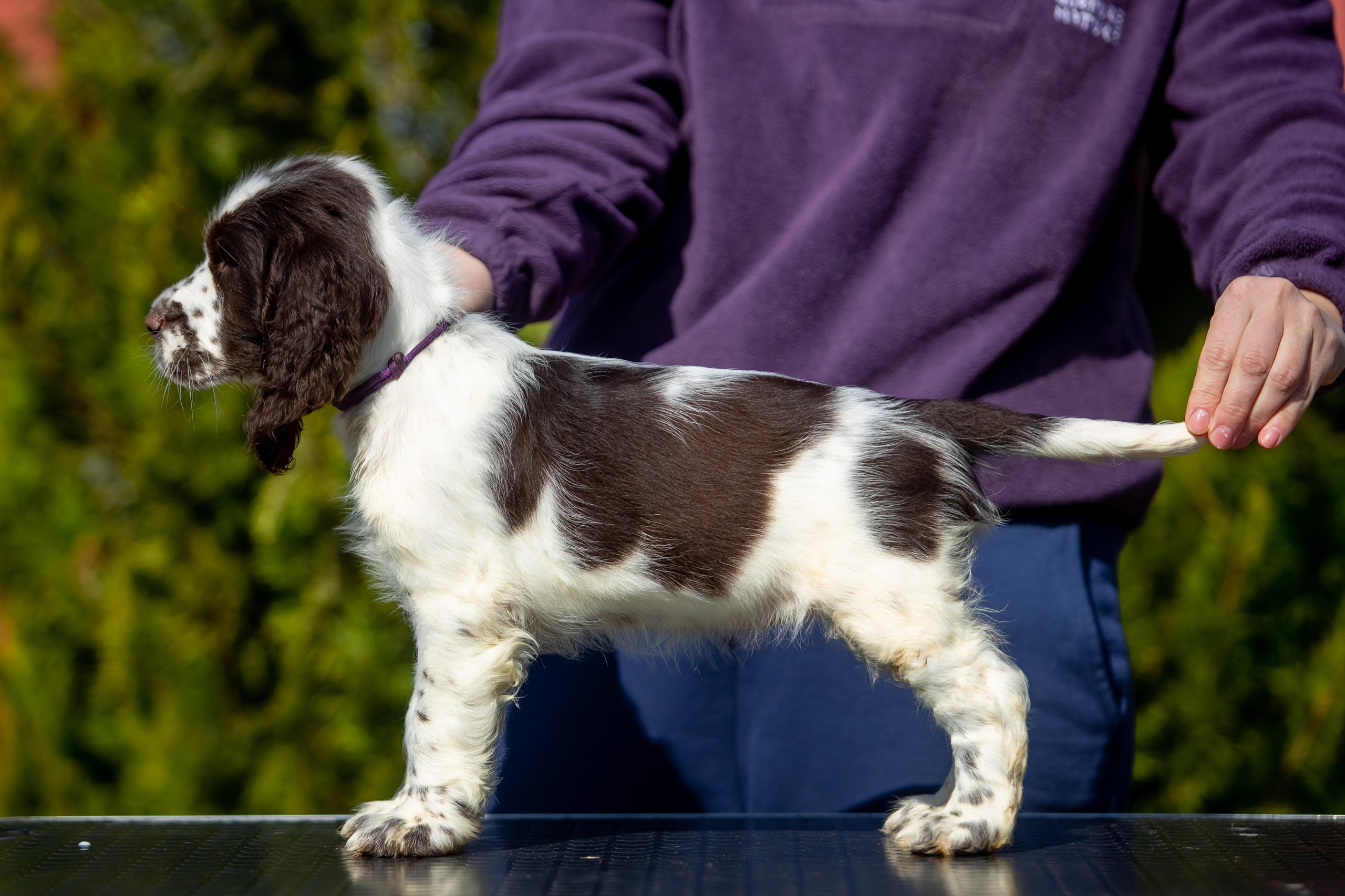 Female — Purple collar💜. Website of the titled stud dog of the Springer Spaniel breed