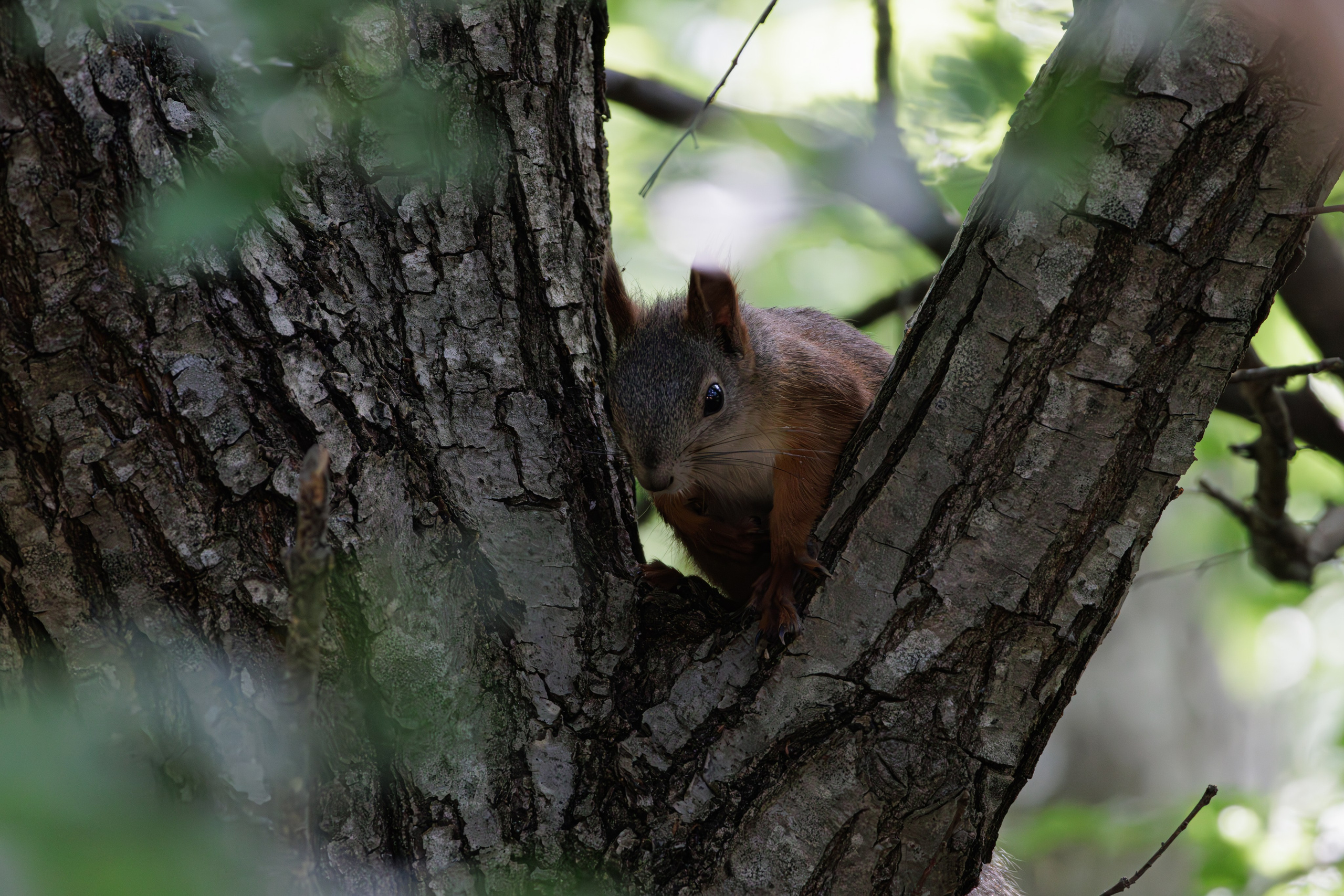 გასეირნება წავკისიდან ვაკის პარკამდე. FramefreeMan