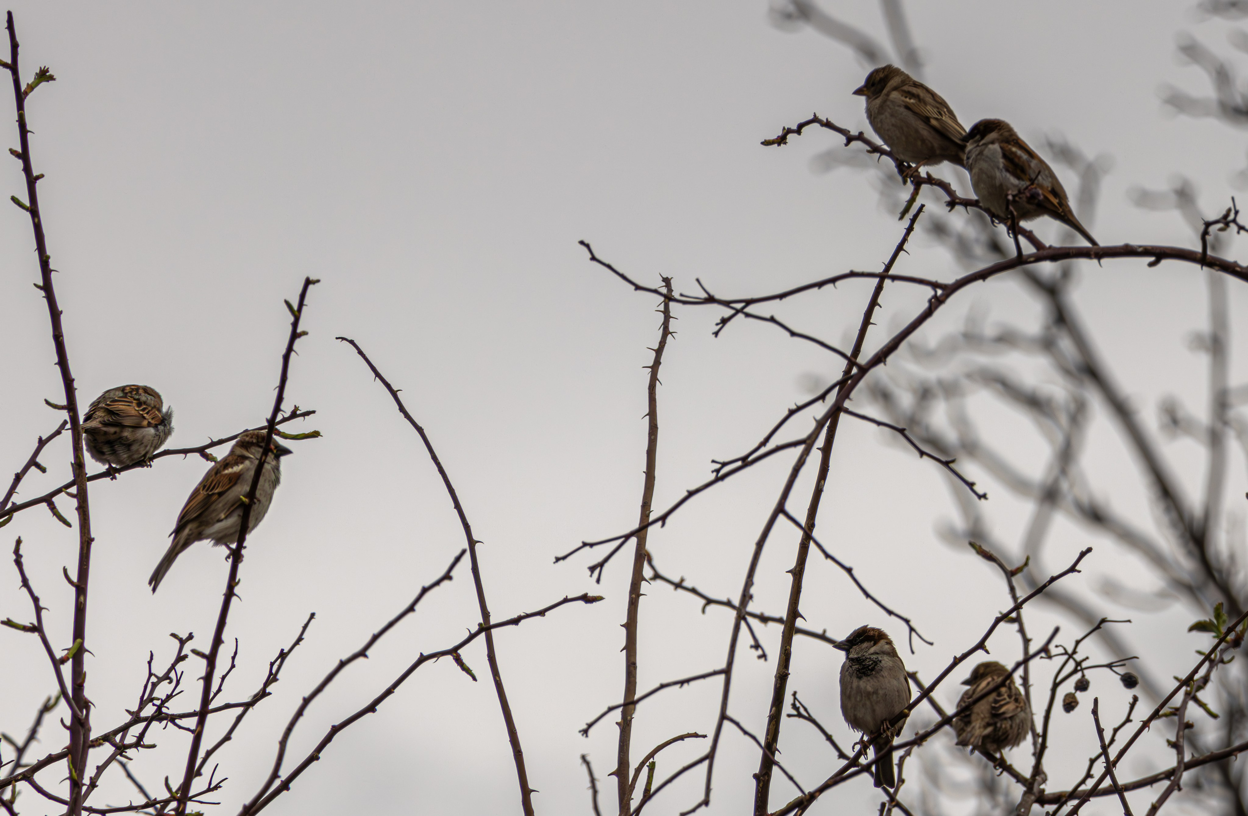 საგაზაფხულო გასეირნება წავკისისწყალის ხეობაში. FramefreeMan