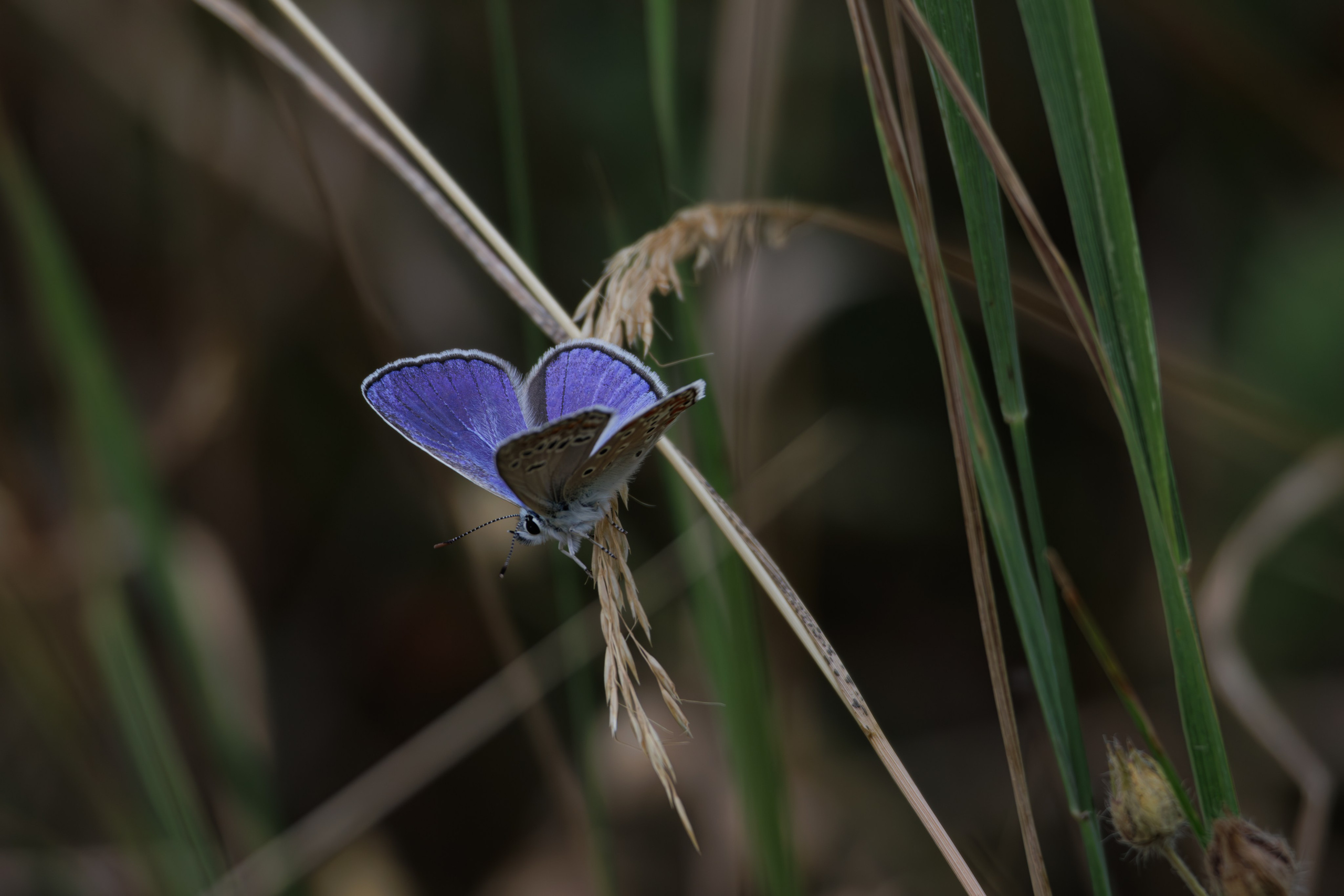 გასეირნება წავკისიდან ვაკის პარკამდე. FramefreeMan