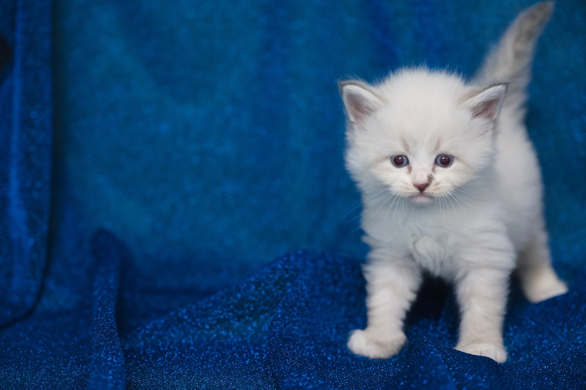 N-Antares. SIBERIALIS: Katzenzucht von Sibirischen und Neva Masquarade Katzen