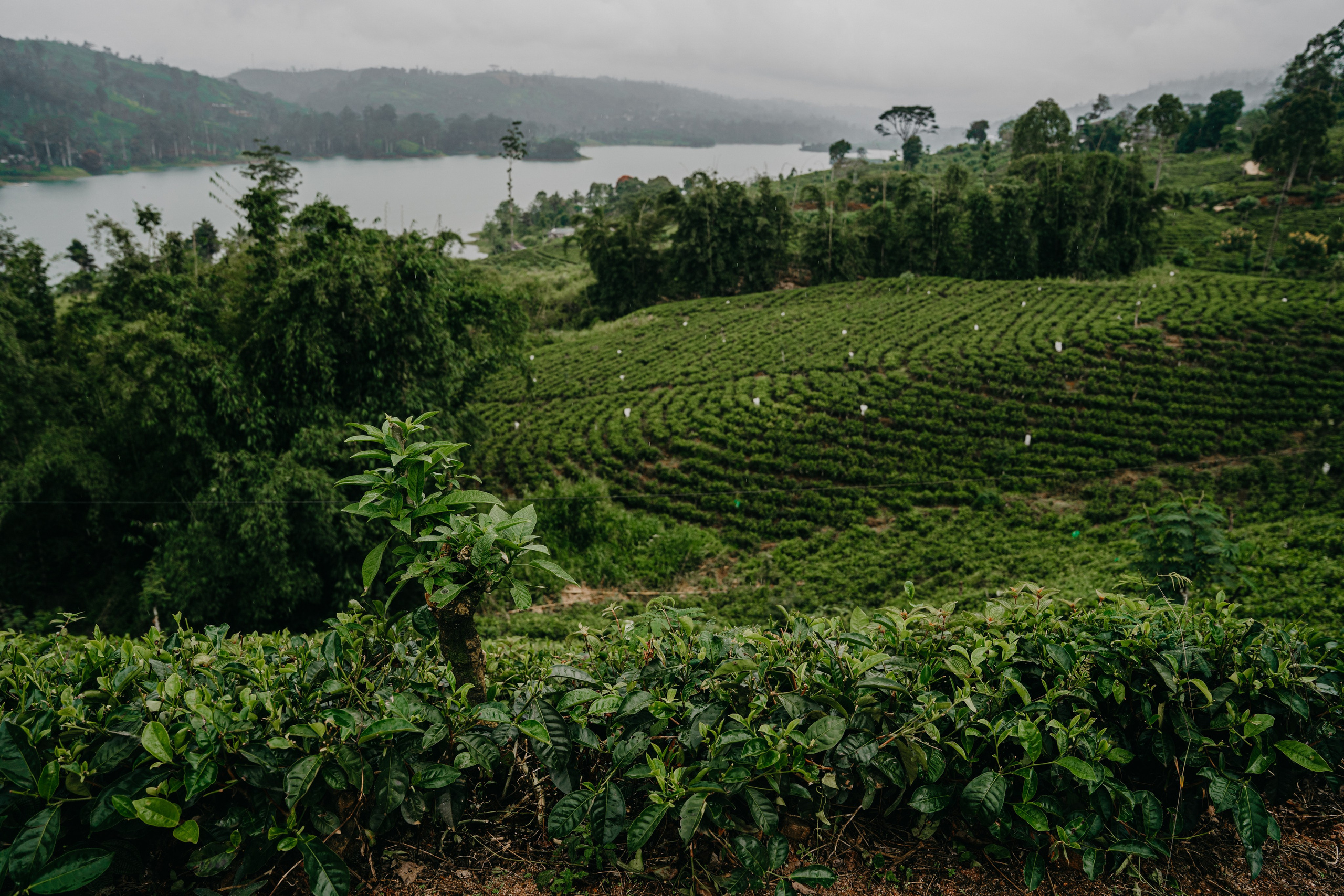 Relais & Châteaux, Tea Trails, Sri Lanka. Editorial photographer Yuliya Drazdovich
