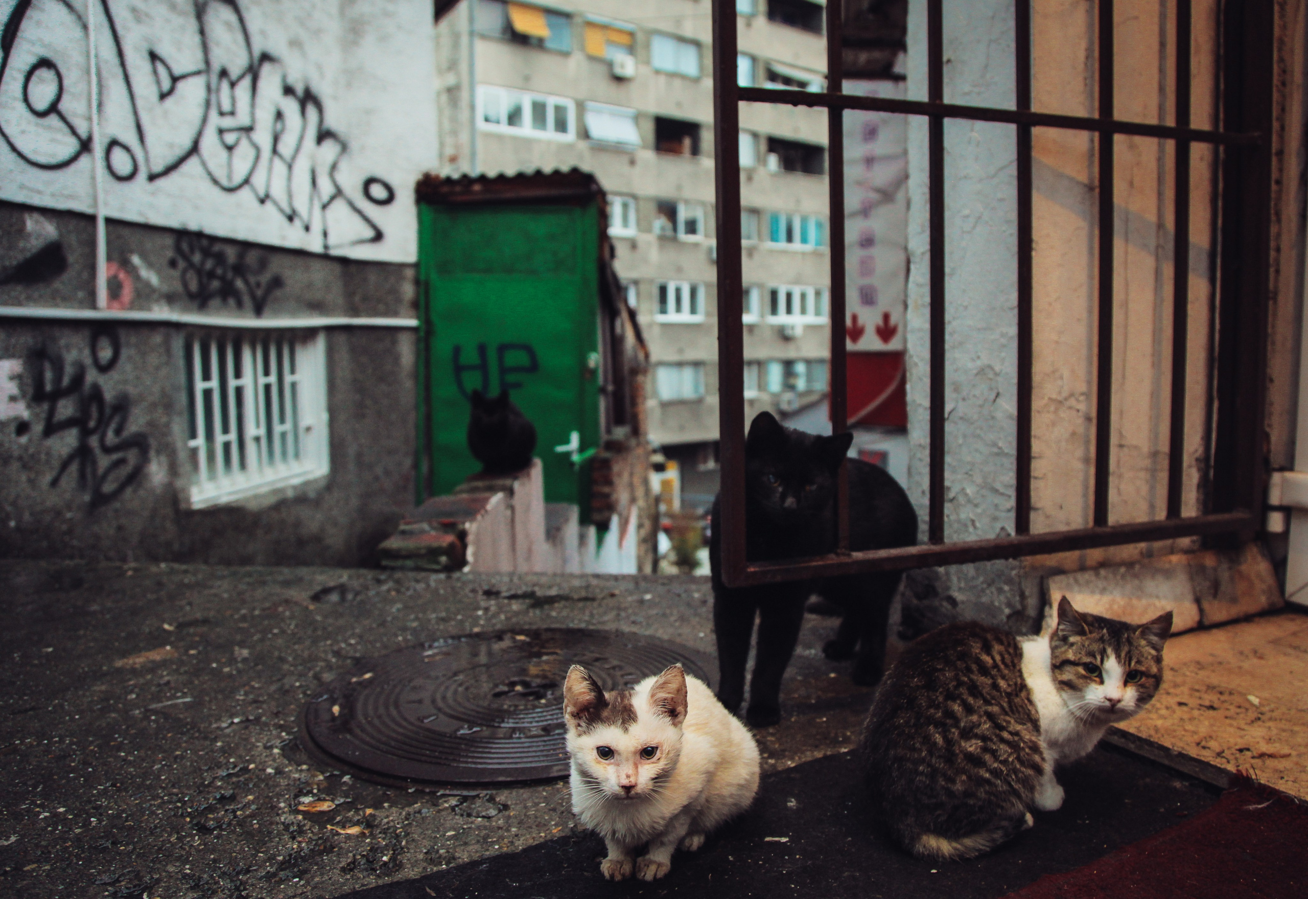 Кот шпедингера. Стрит-фотография, полная абсурда, идиотизма и красоты