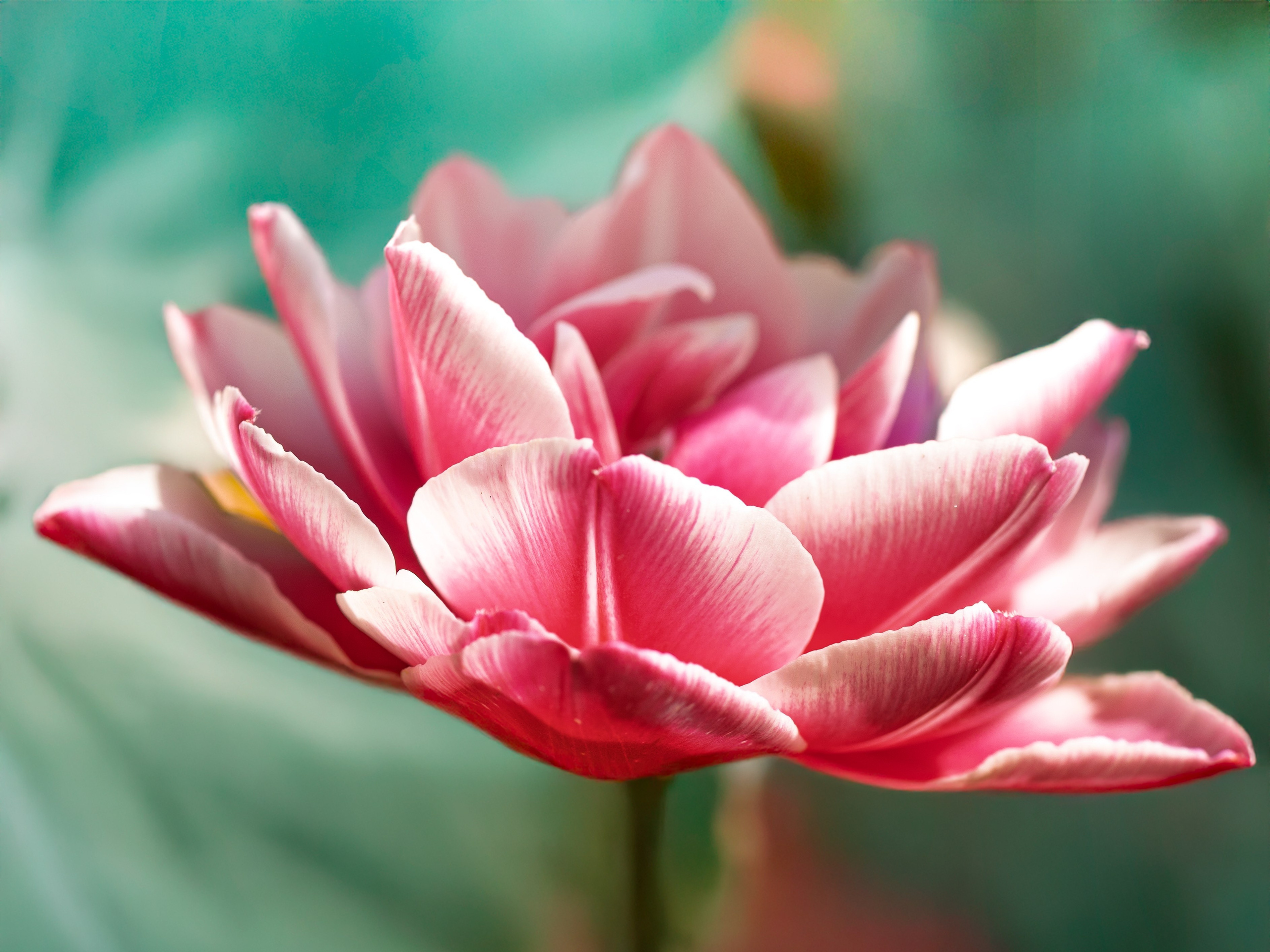 Portret bebeluș la botez realizat de Mitroi Iulian