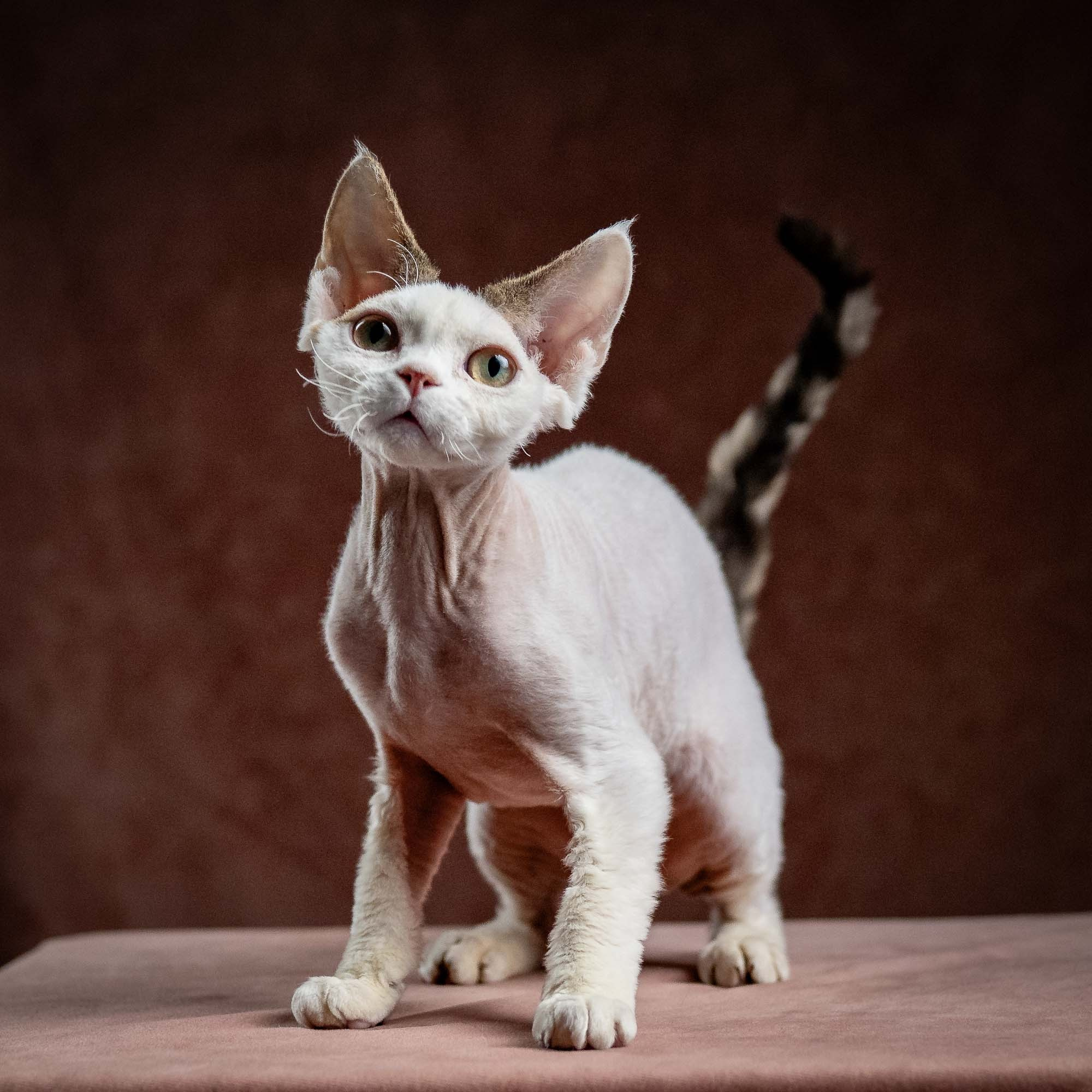 Oscar, boy, born 04.15.2025. Devon Rex Pixie Cattery