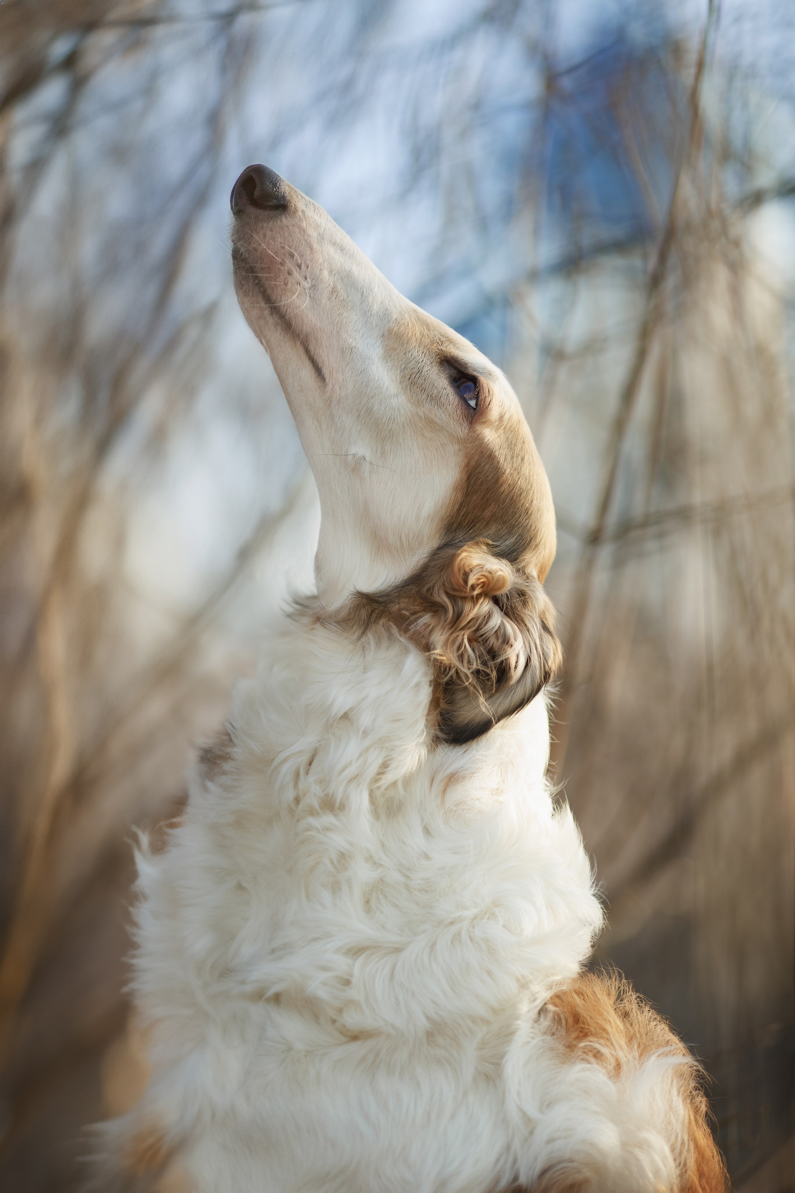 Sviteroff. Autumn collection 2019. Tatiana Smirnova — Photographer