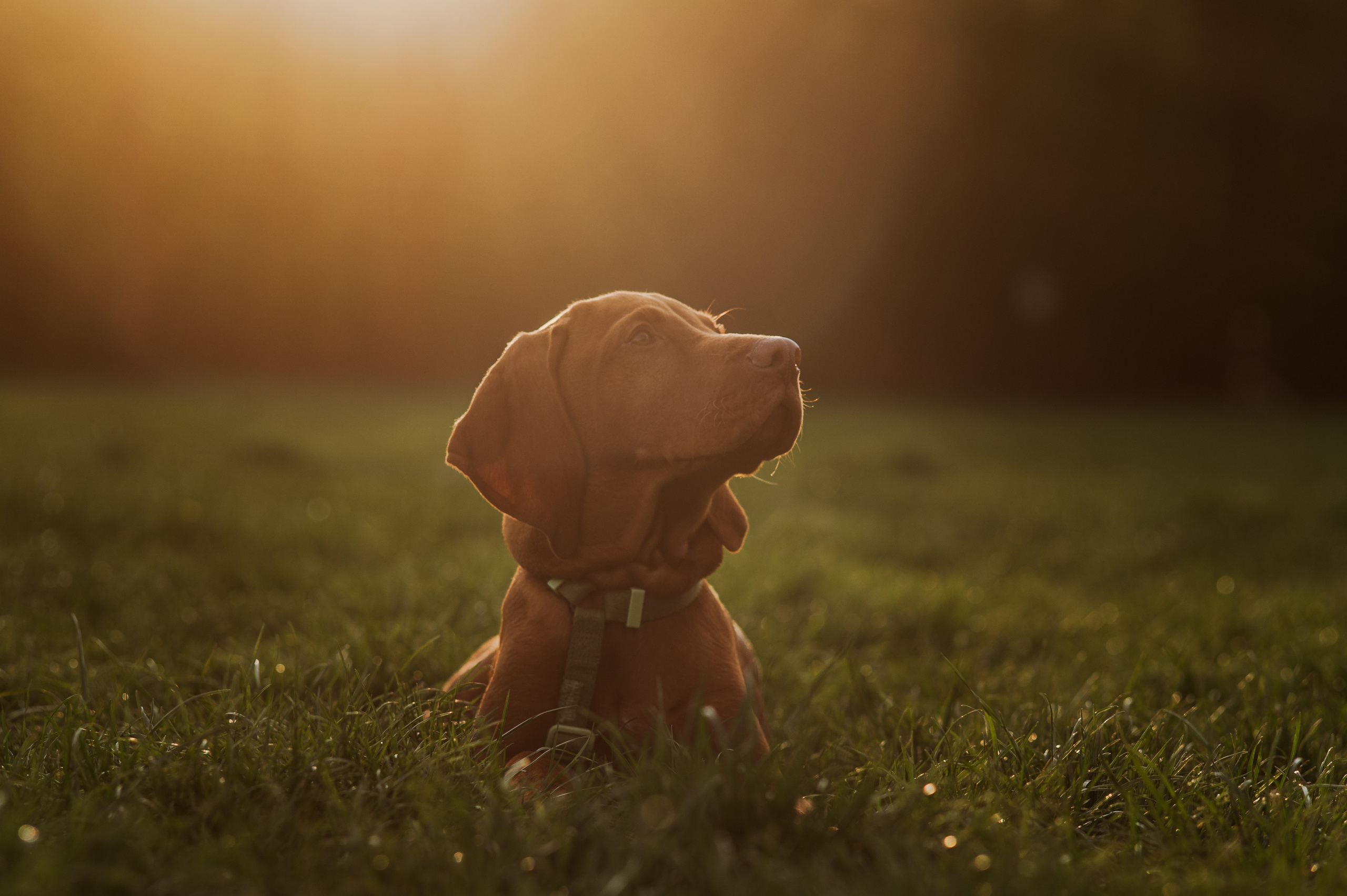 Spontanes Hunderudel im Rosental – Ori trifft neue Freunde. RawPeek