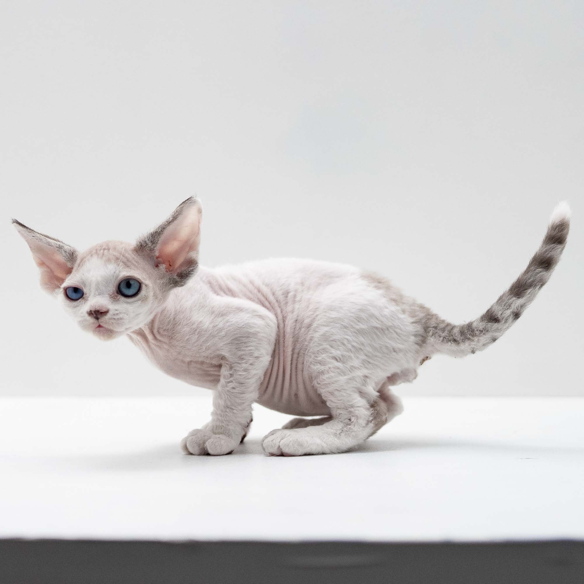 Frosttip, boy, born on 01.01.25. Devon Rex Pixie Cattery