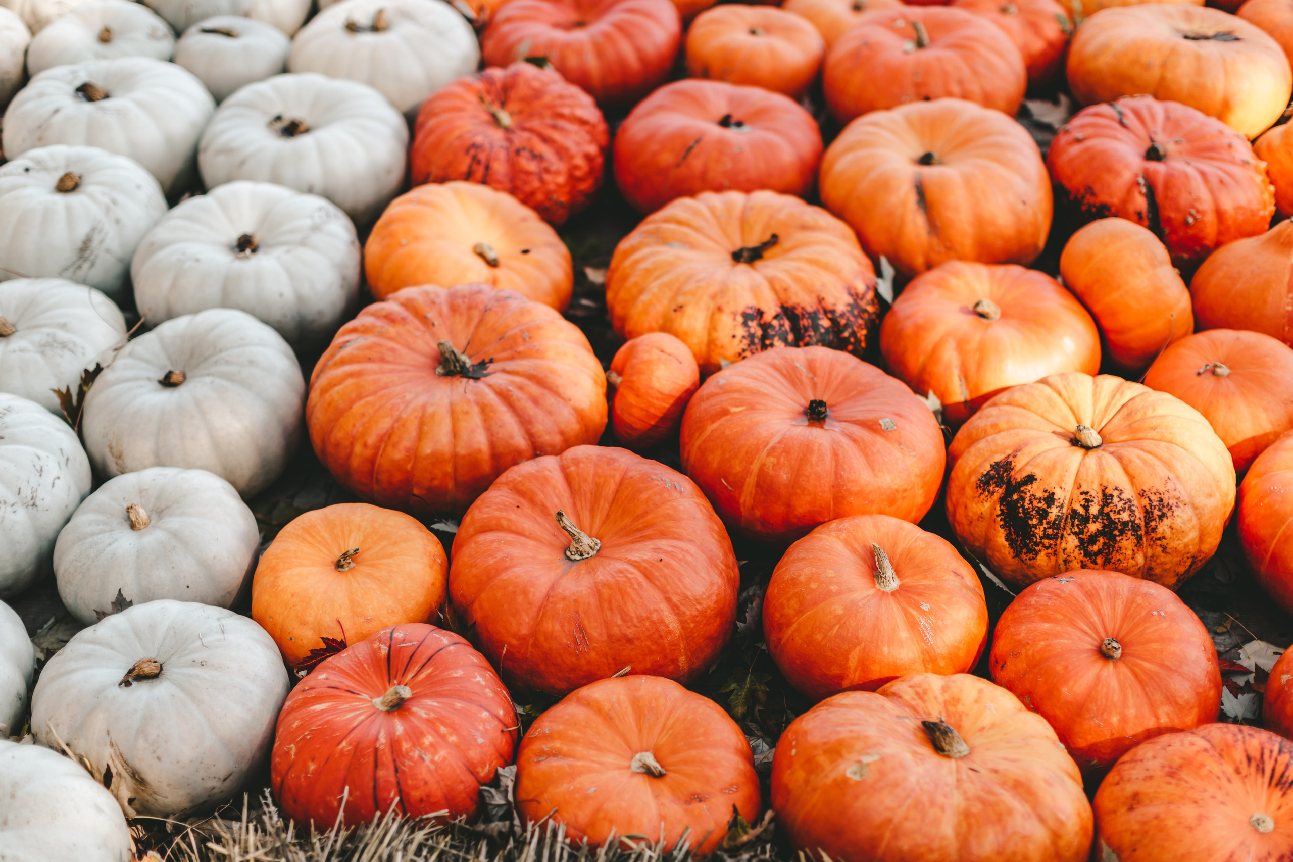 Фестиваль тыкв в Людвигсбурге. Фотограф в Германии — Мария Чистякова