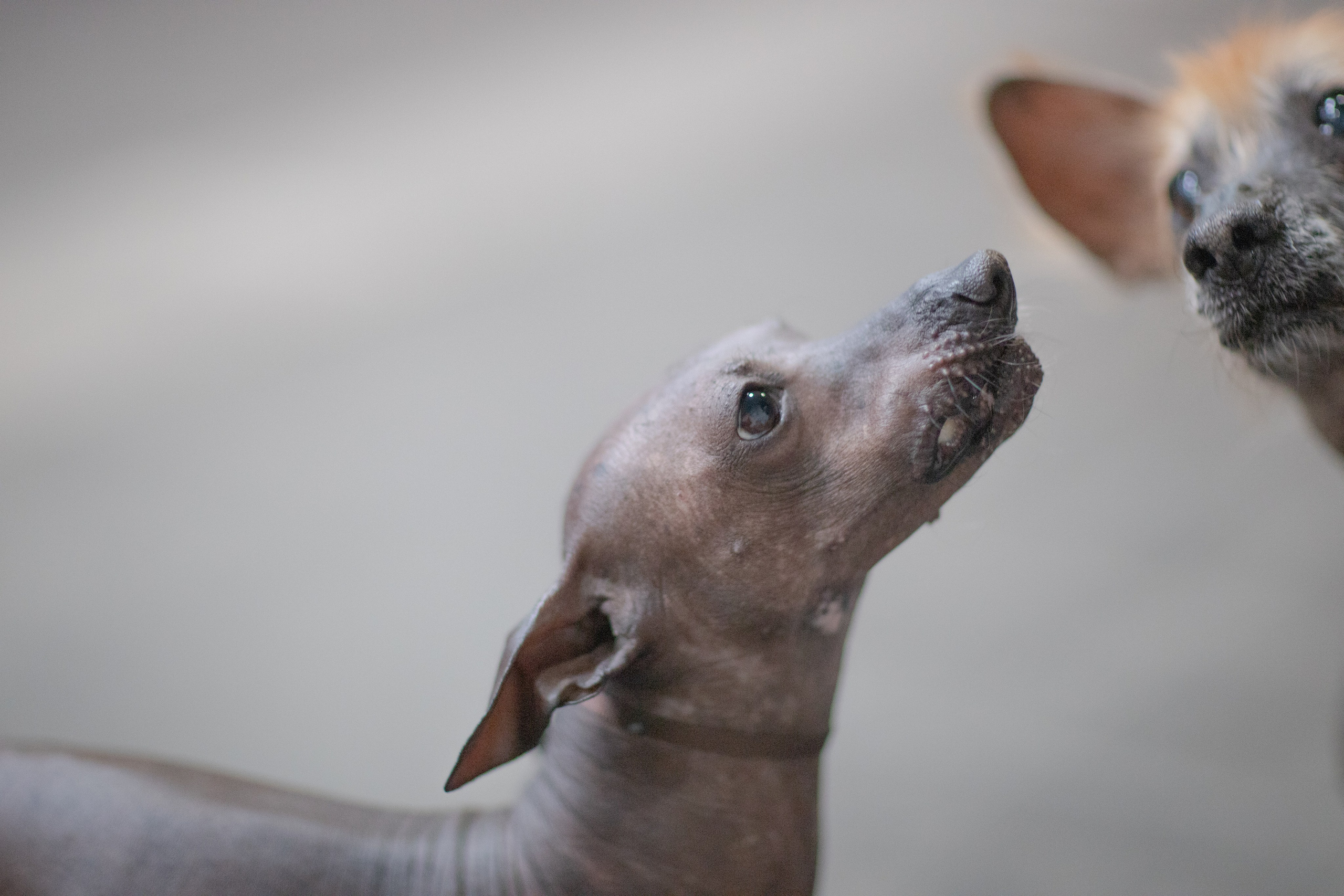 FUNNY ANIMALS ВЕСЁЛЫЕ ЖИВОТНЫЕ. LUKIN IGOR Photography
