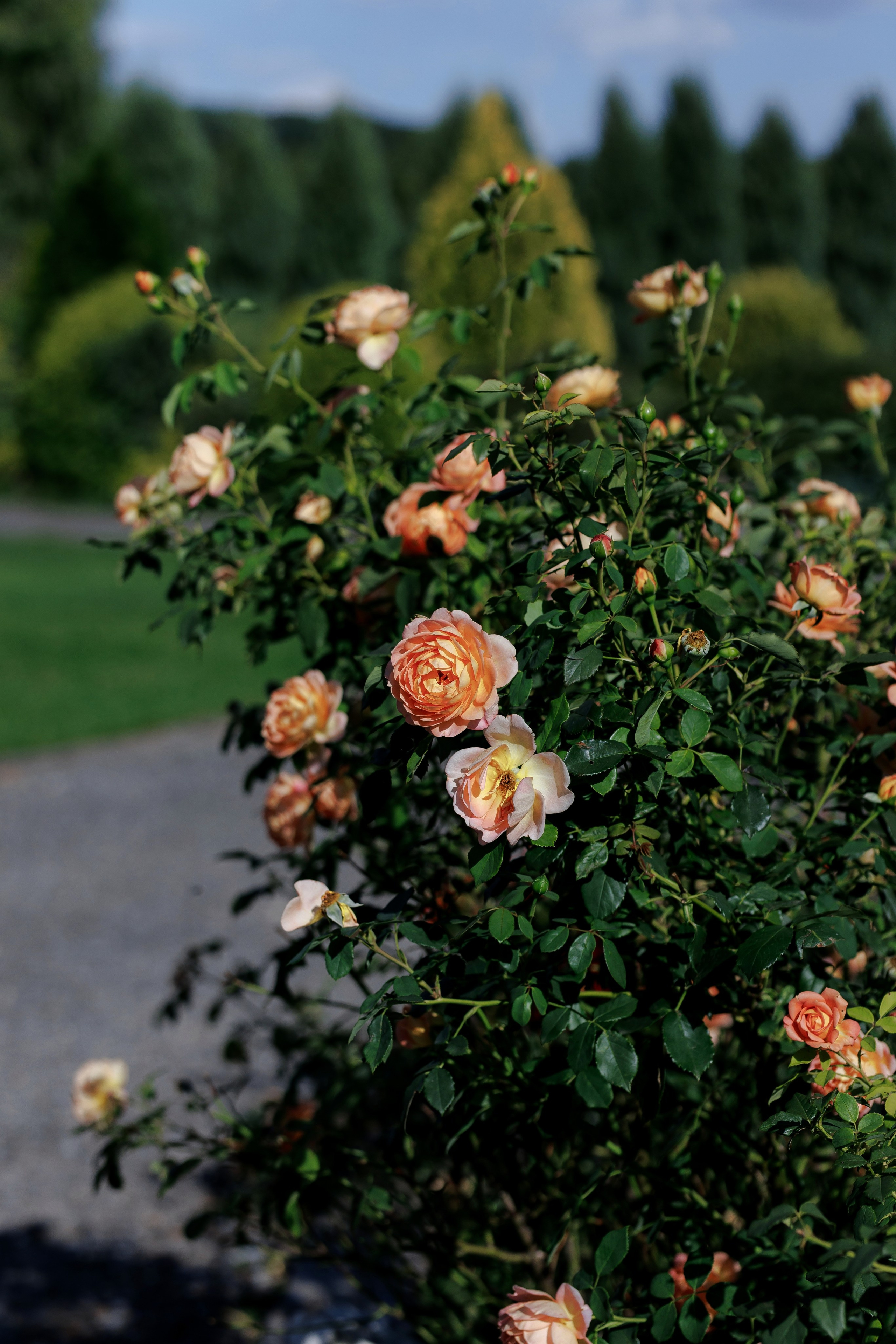 Janina & Wladek. Dworzyszcze Wola. 23.07.2025. Fotograf ślubny i rodzinny w Krakowie Yana Klymova