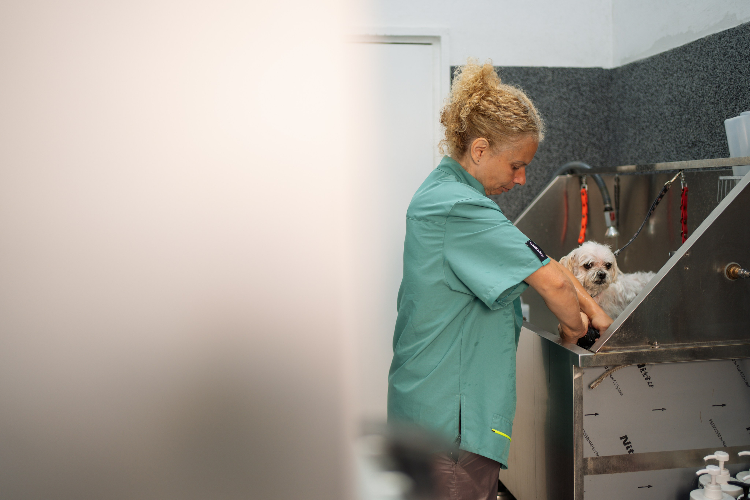 PetGroom Timisoara. Cozac Cristian Photographer