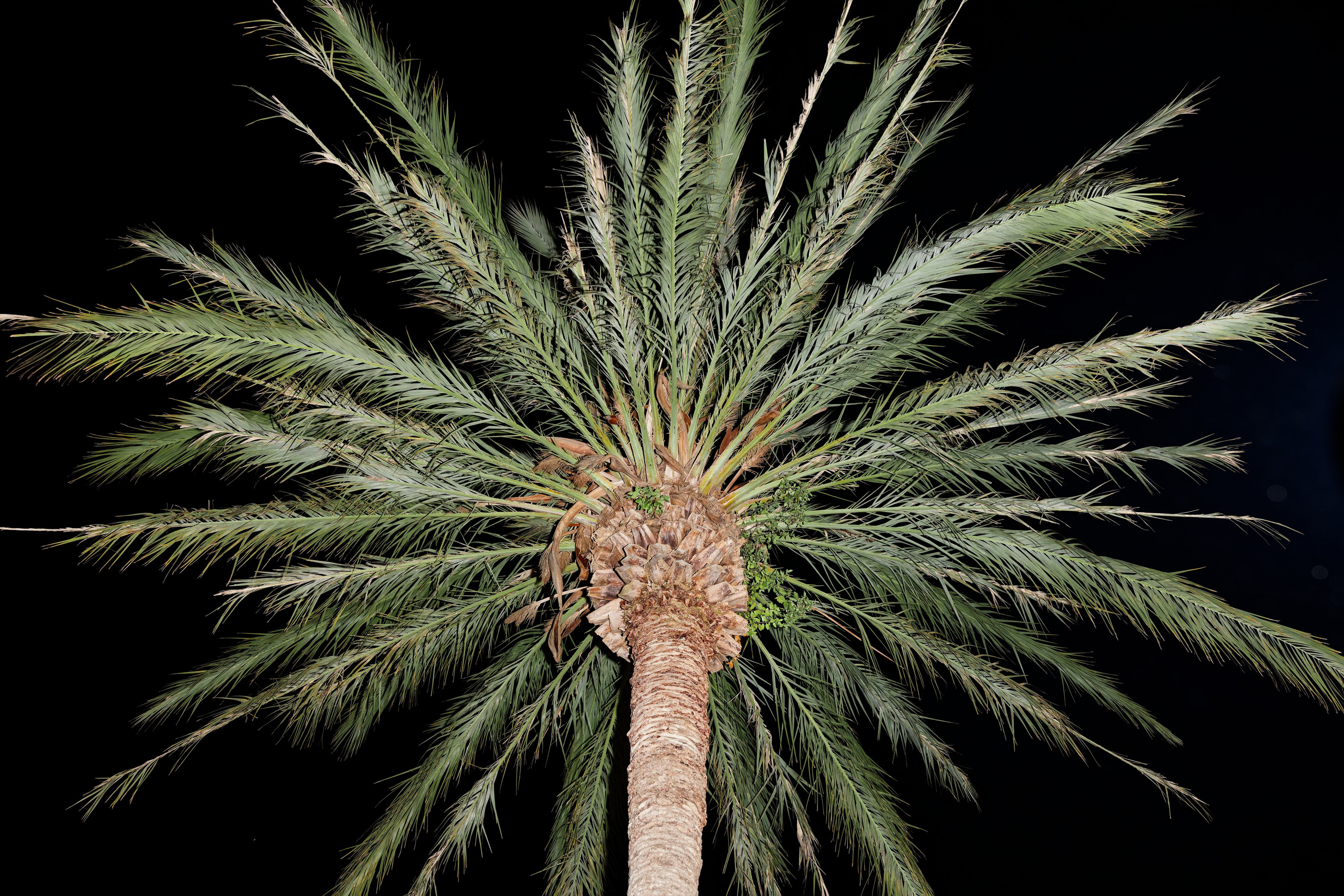 Wedding of Gracie & Joe at Gran Villa Rosa, Barcelona