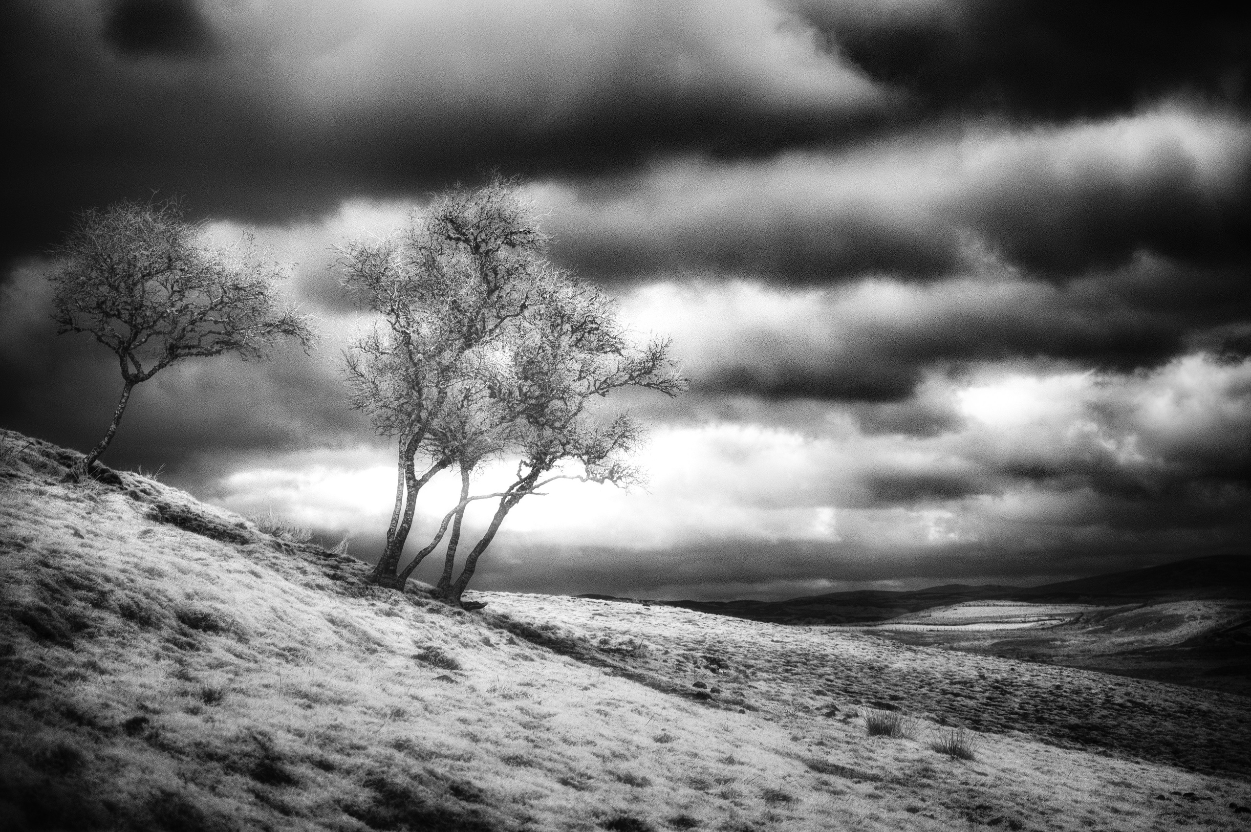 Trees. Infrared Scotland