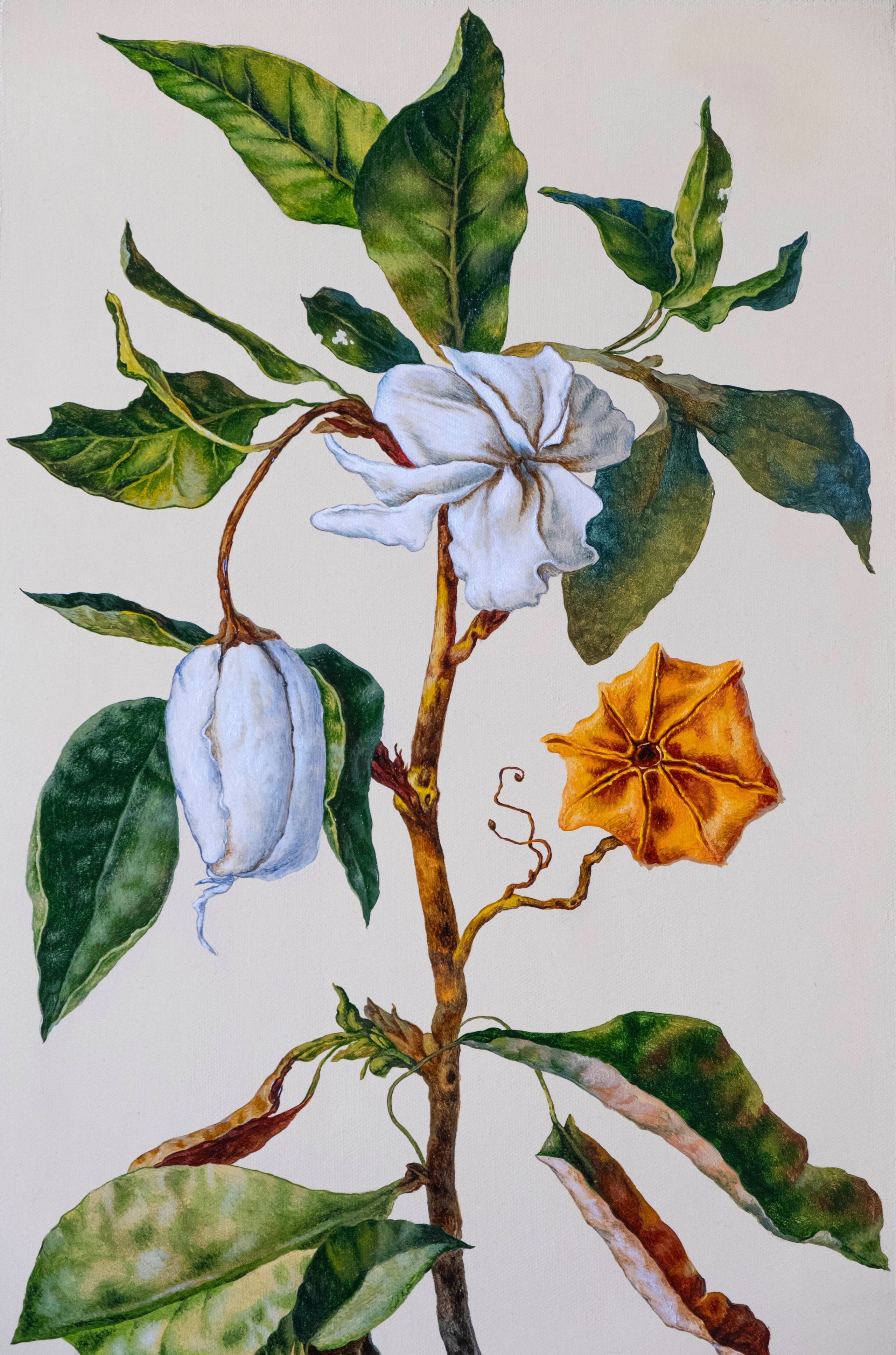 Botanical Etude No. 8. ELEN BEZHEN