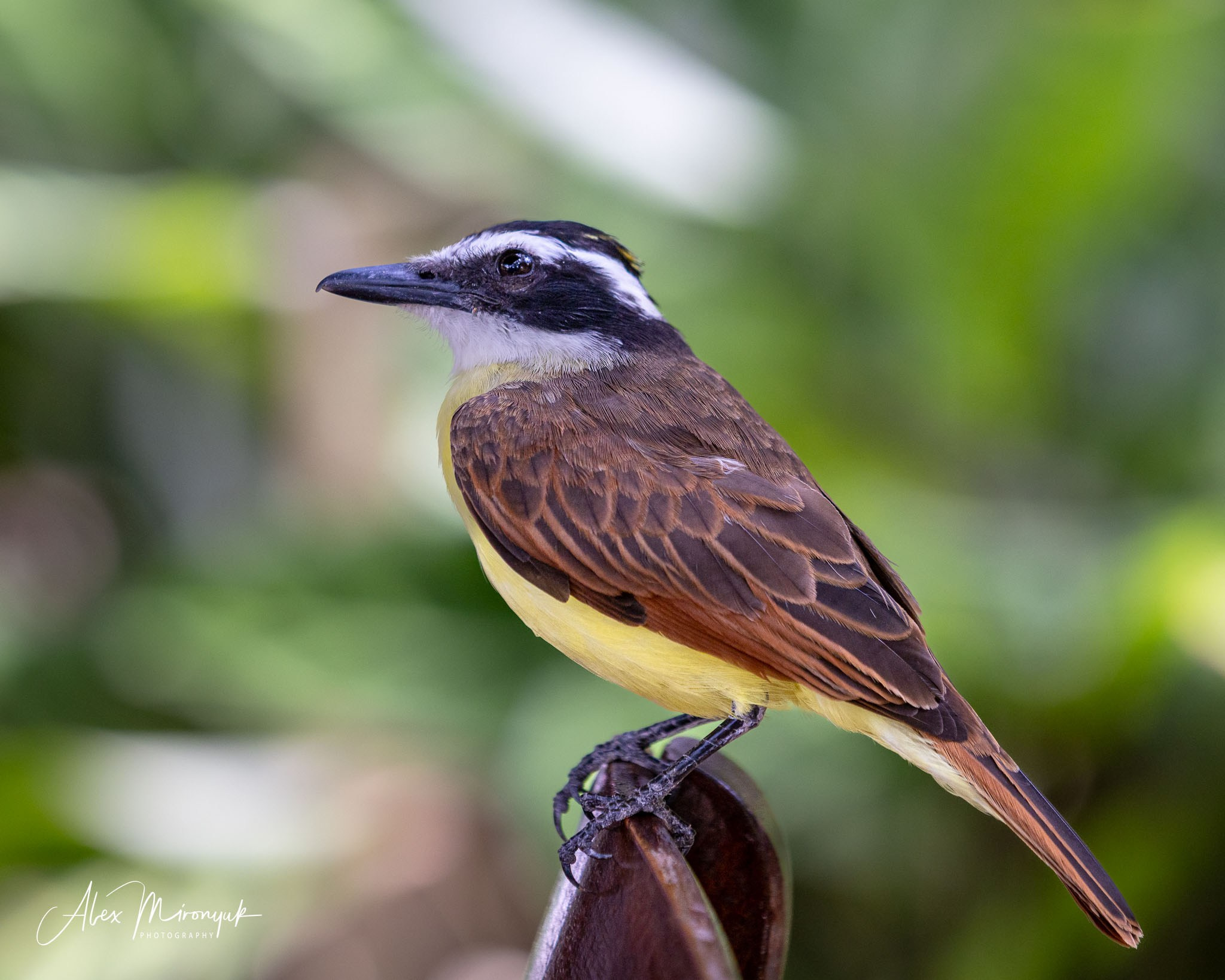 Colombia in Style. Pet, Senior, Landscape, portrait studio, photographer in Miami and Sou