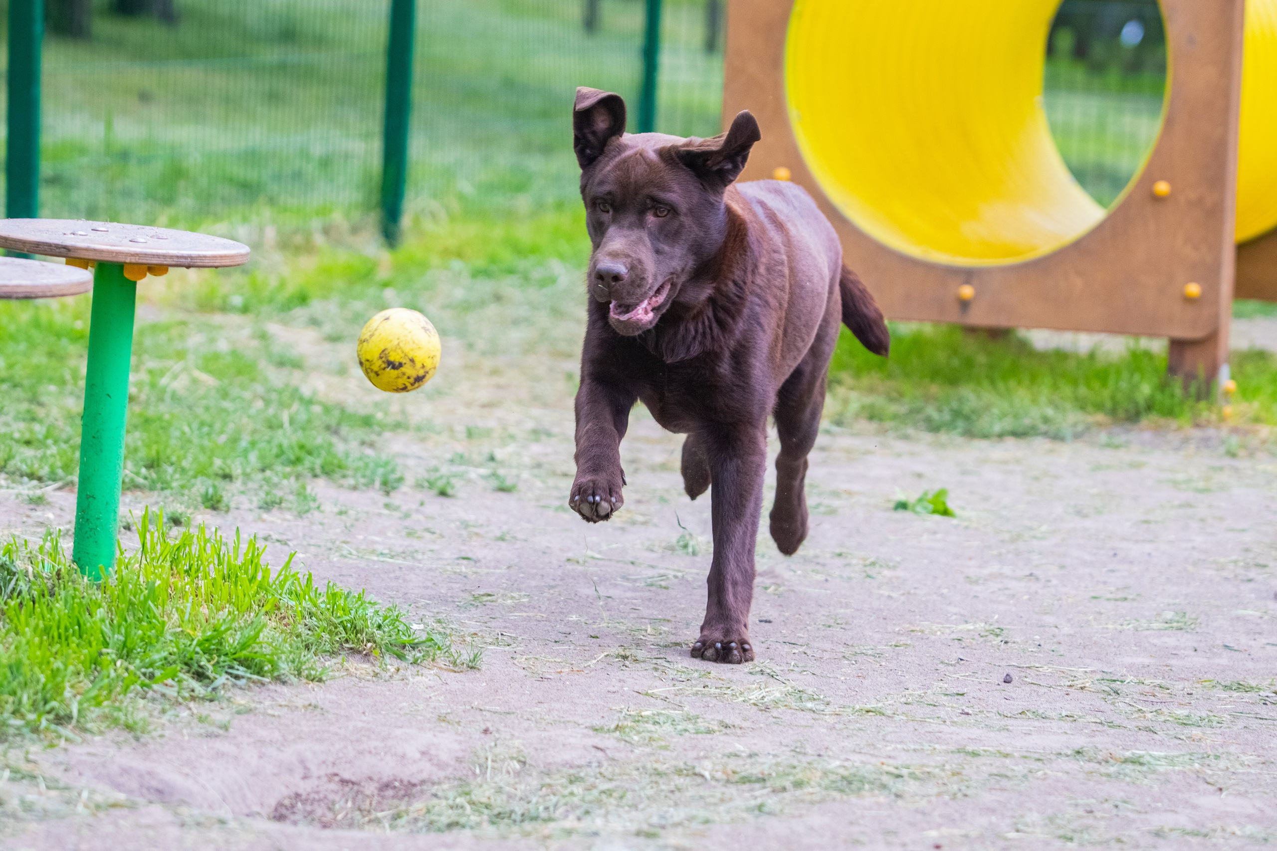 Da Vinci. Цуценята лабрадор ретривера, Дніпро, Україна