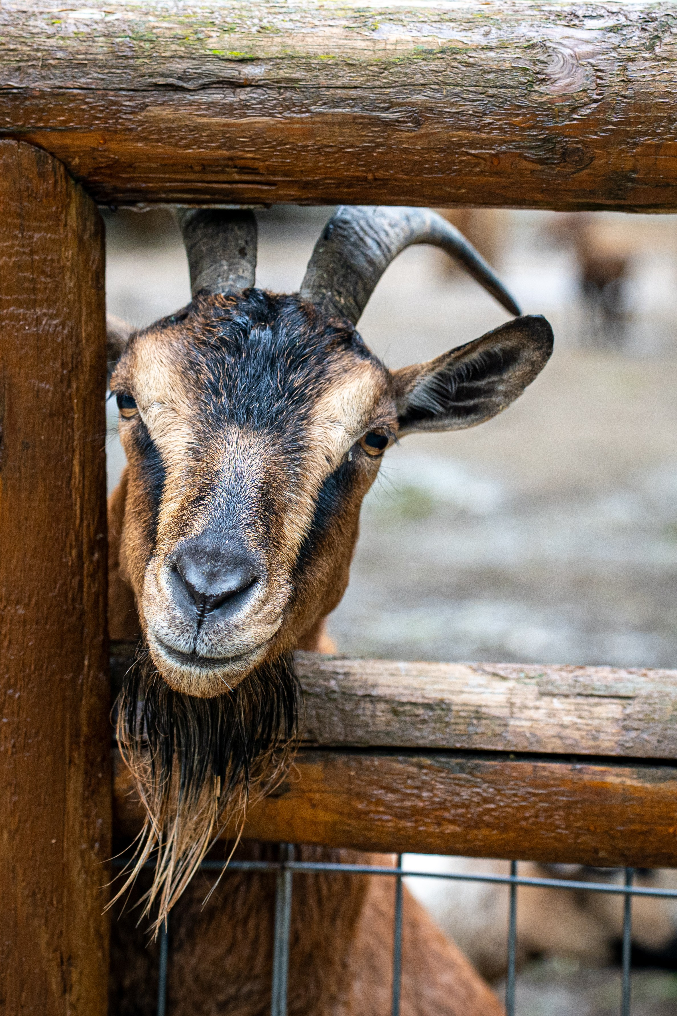 Animale. Bycristinaciobanu