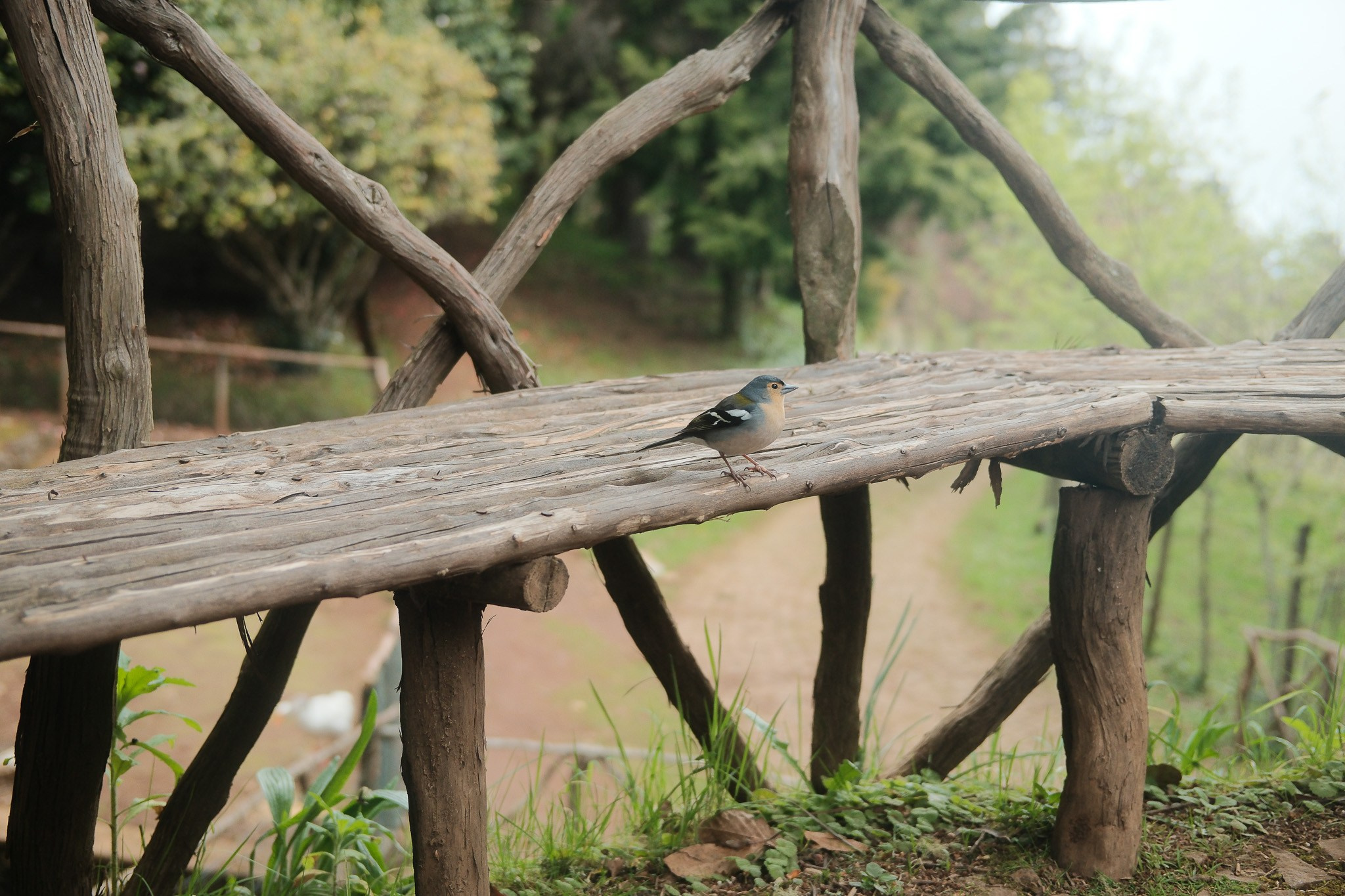 Madeira 2025. Cal Takes Photos