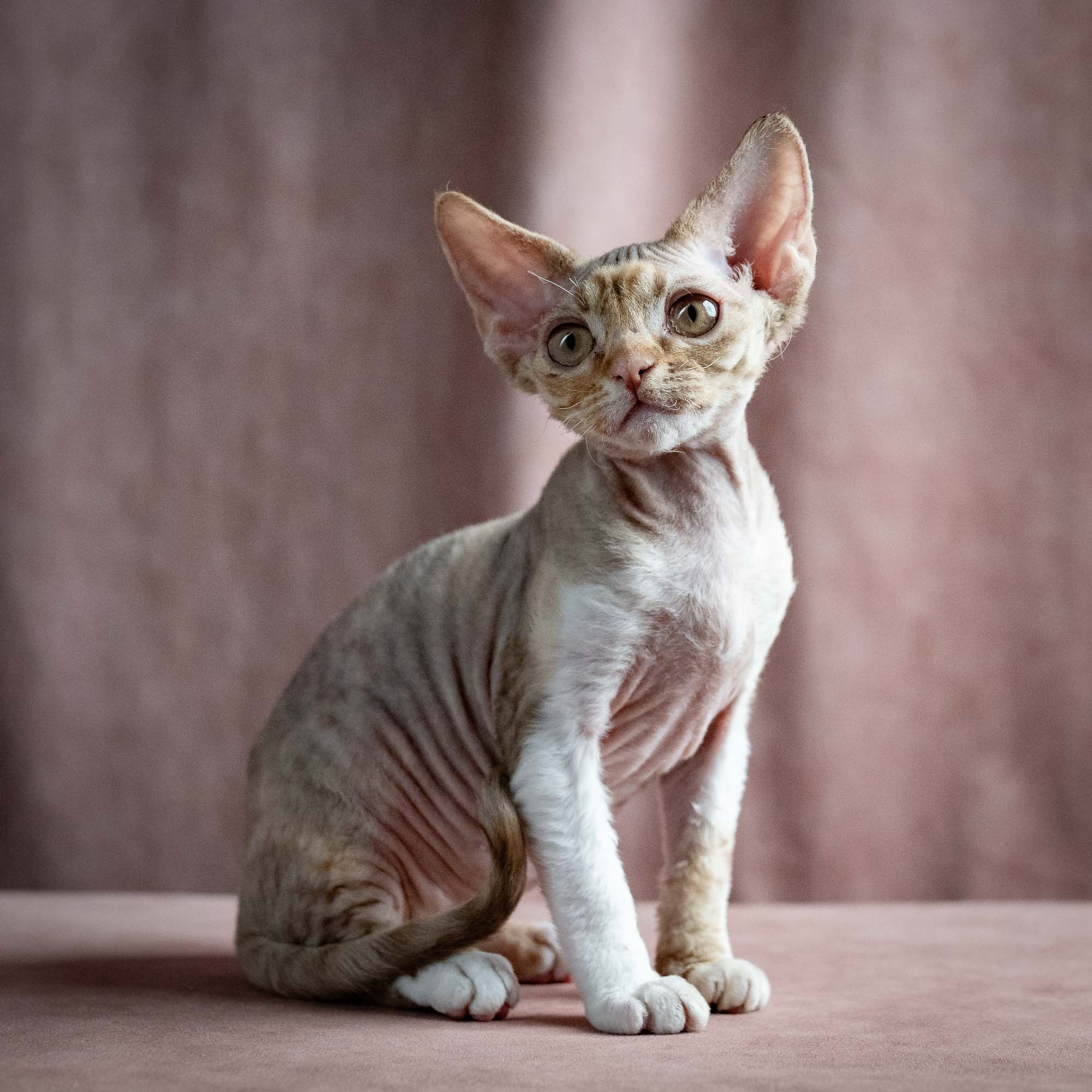 Ophelia, girl, born 02.08.26. Devon Rex Pixie Cattery