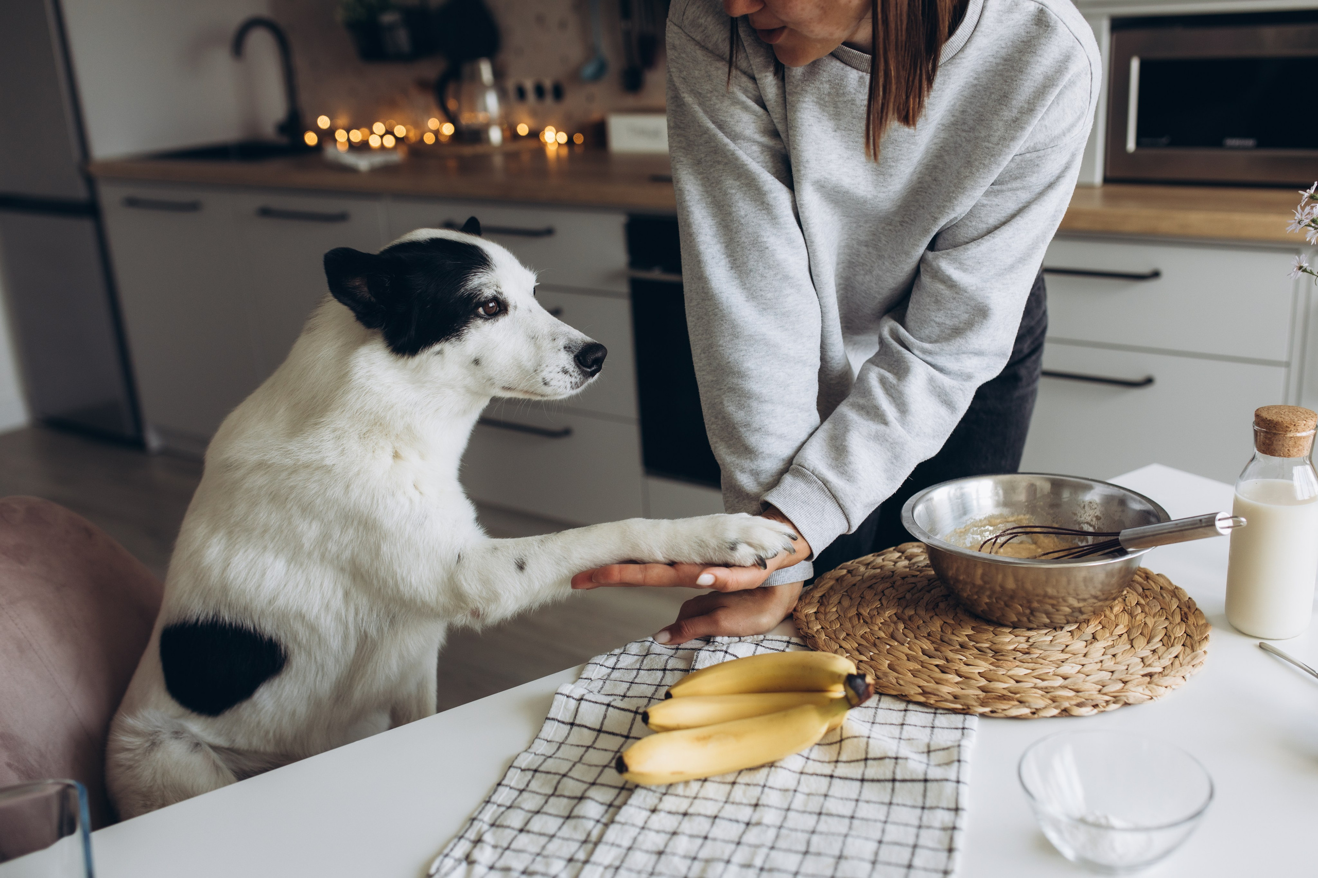 Kate&Tesla. Семейный фотограф в Кишинёве Пулькина Ольга