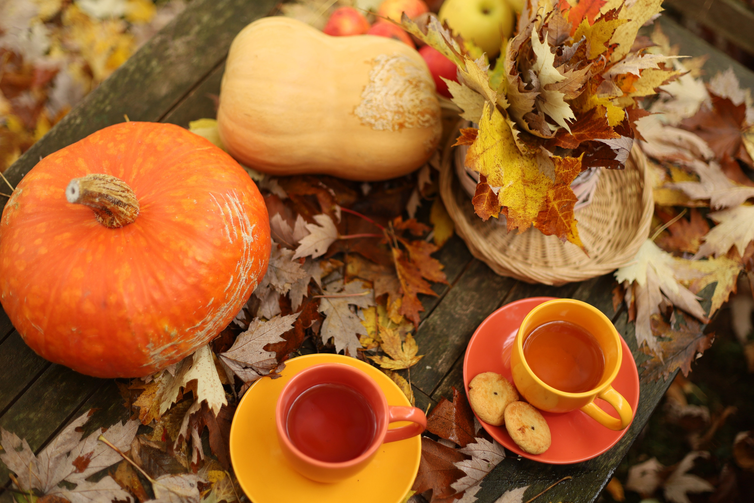 Séance photo d’automne: Meilleurs amis. Photographe et graphiste Anastasiia LITVIN - Besançon, France