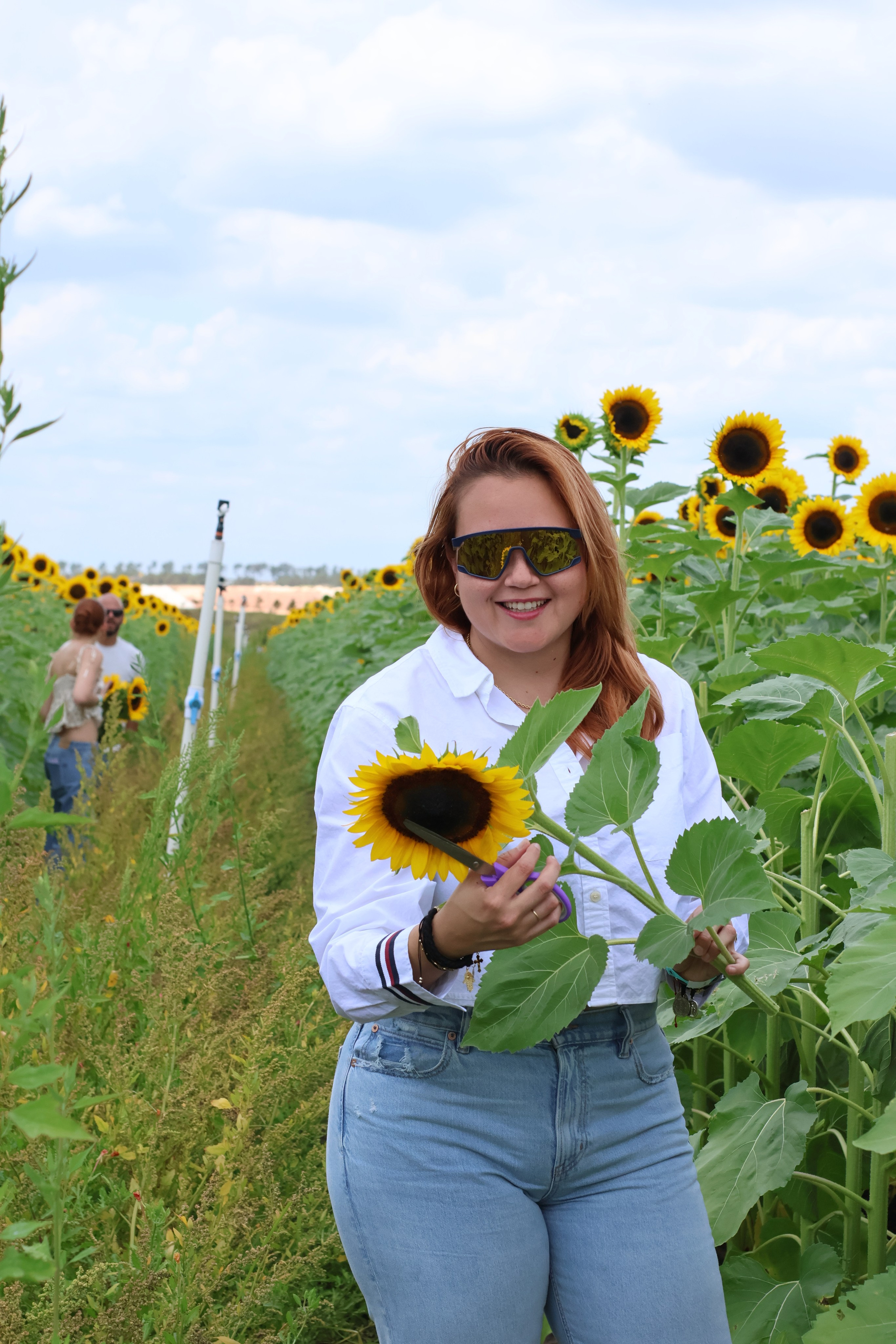 SUNFLOWERS. Workmakeapp Studio