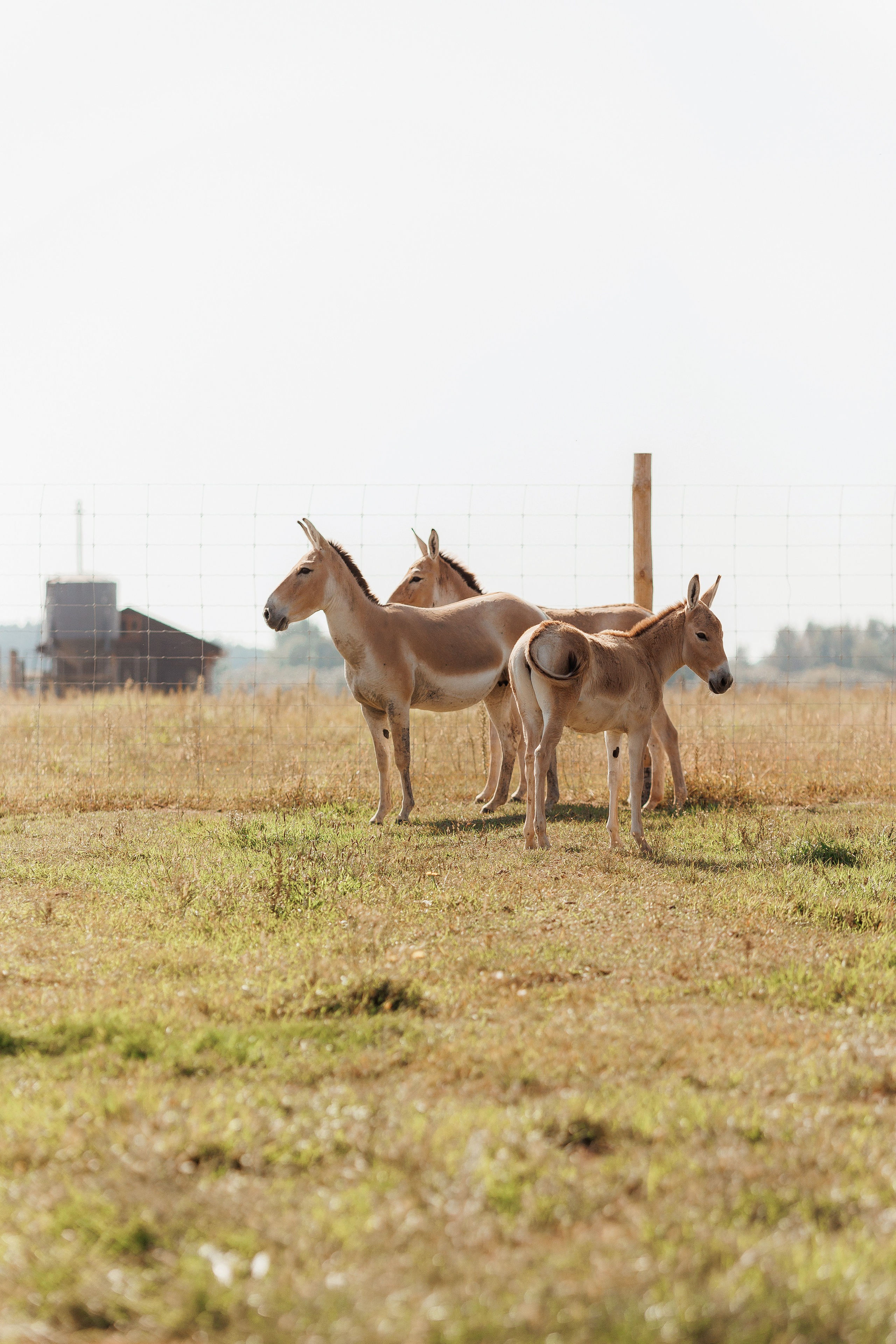 Екопарк Аміла. Ірина Терещук