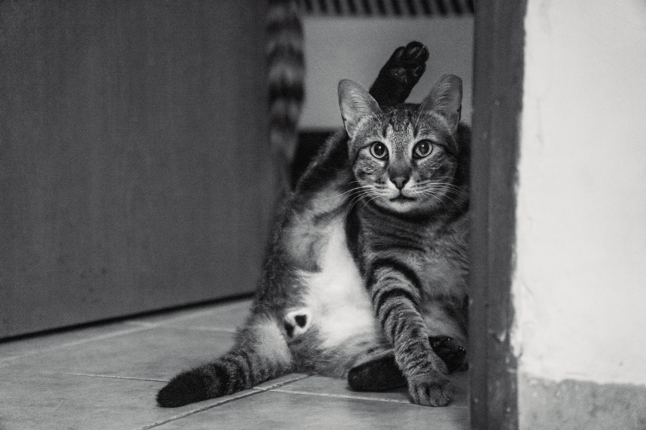 Random cat's. Главное меню