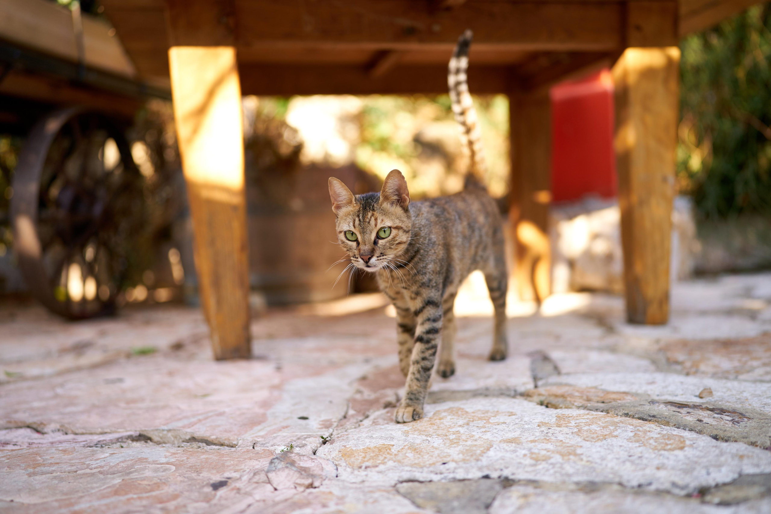Eli&Naomi. צלם אלכס ברט בישראל