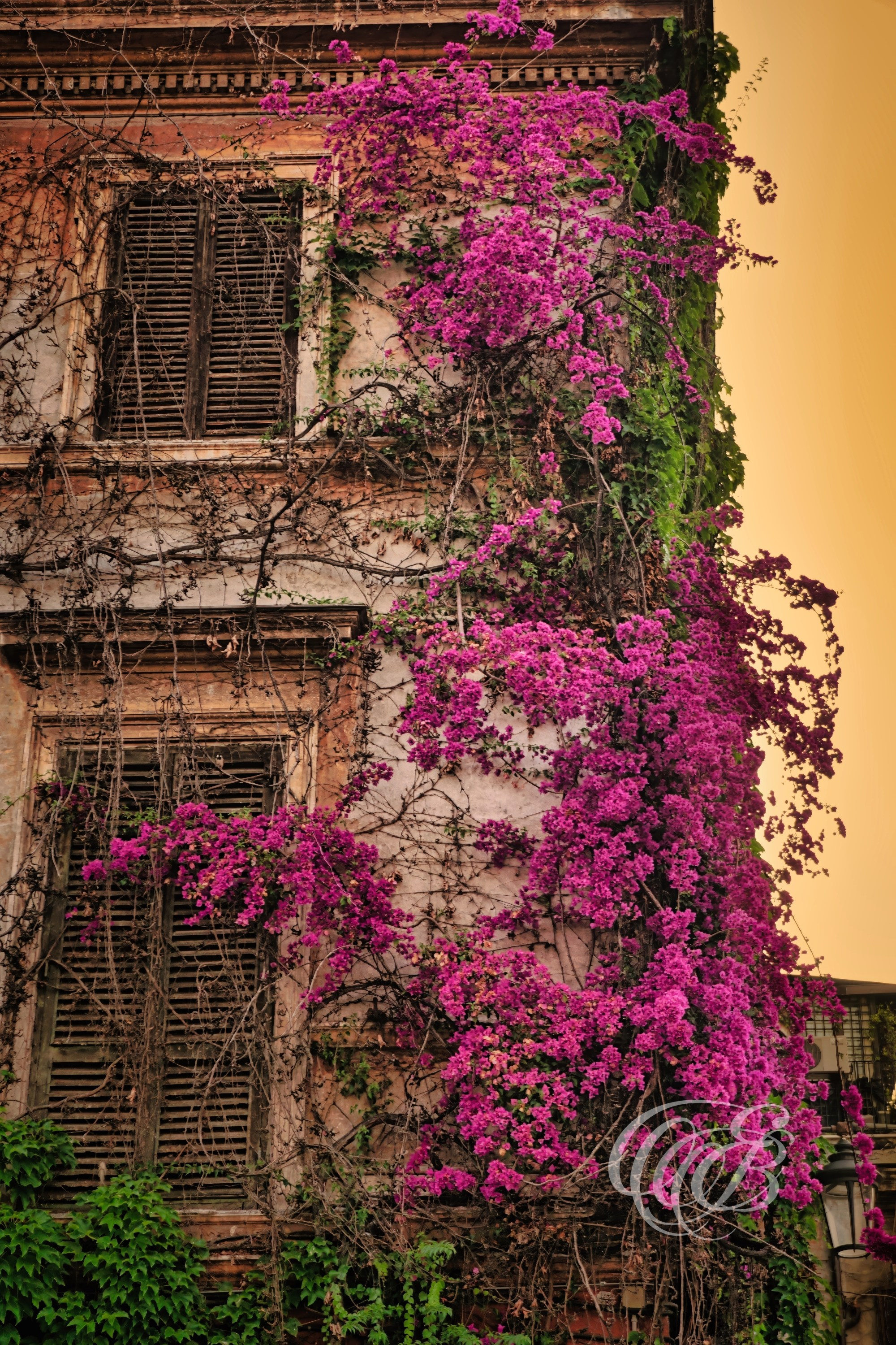 Photography of Italy — Rome, Trastevere Building with Bougainvillea at Sunset — Eduardo Bartoli Fine Art & Travel Photography