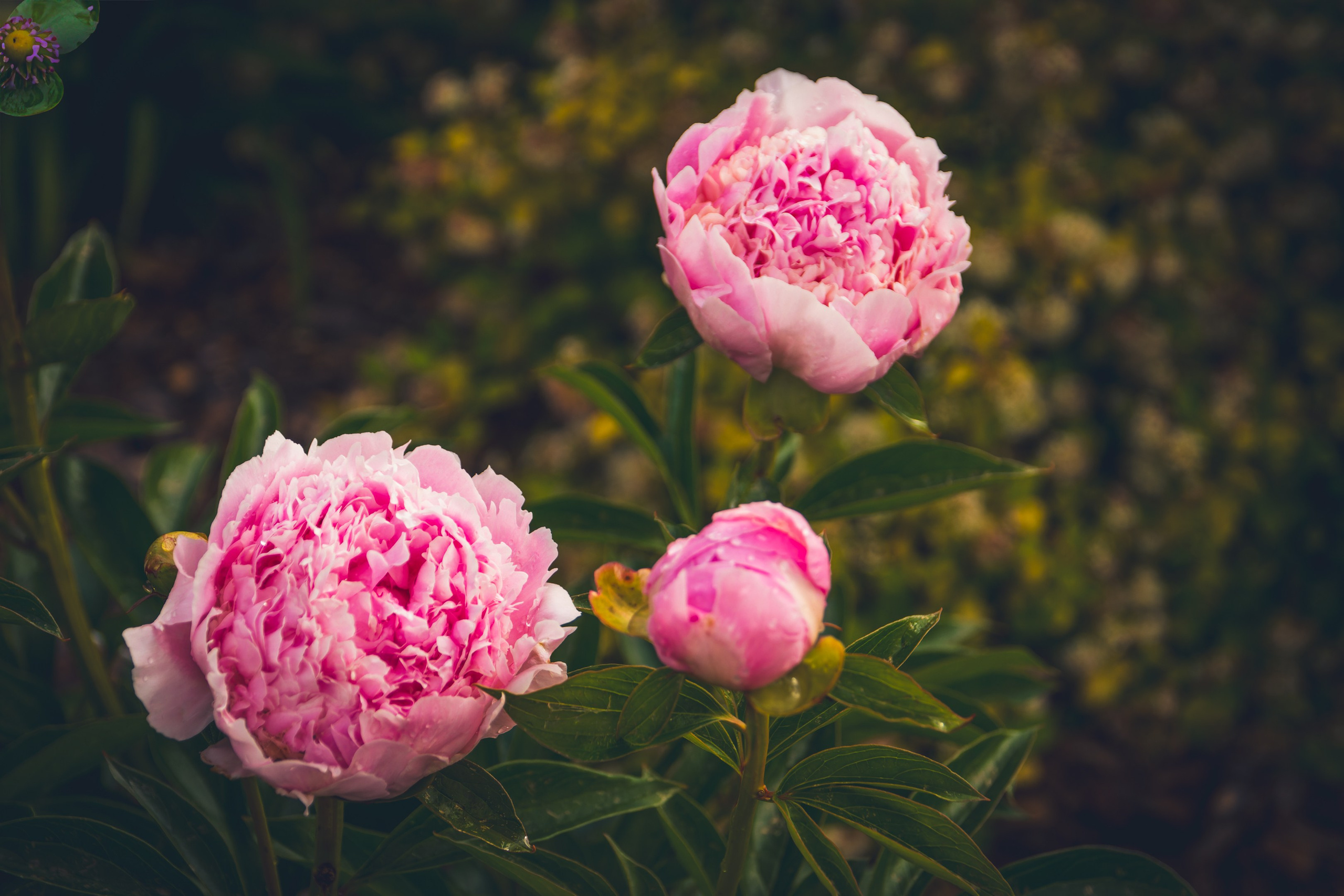 Saarema, reis. Nebula 25 — Fotod teie hingele