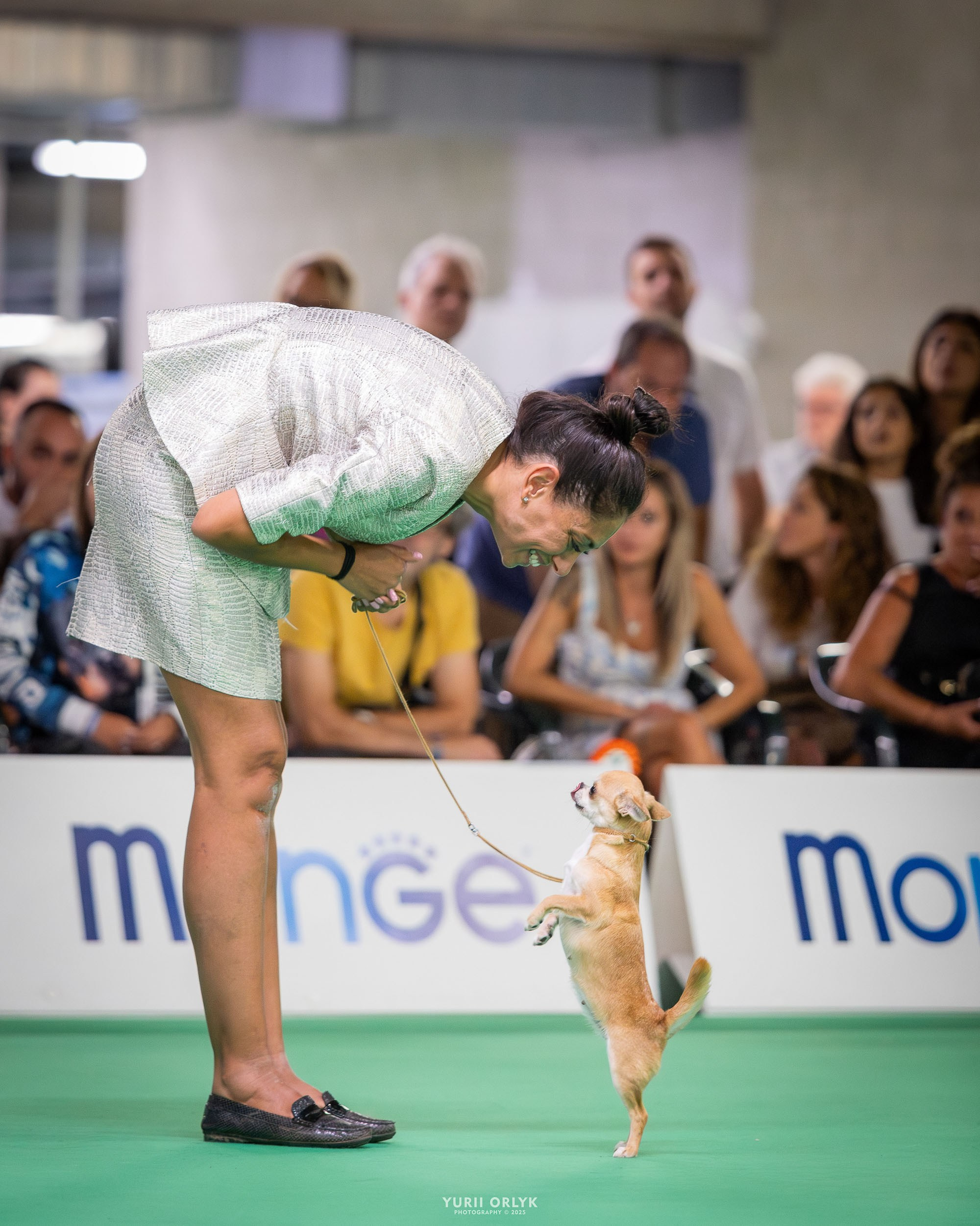 Dog Shows. Yurii Orlyk Photography