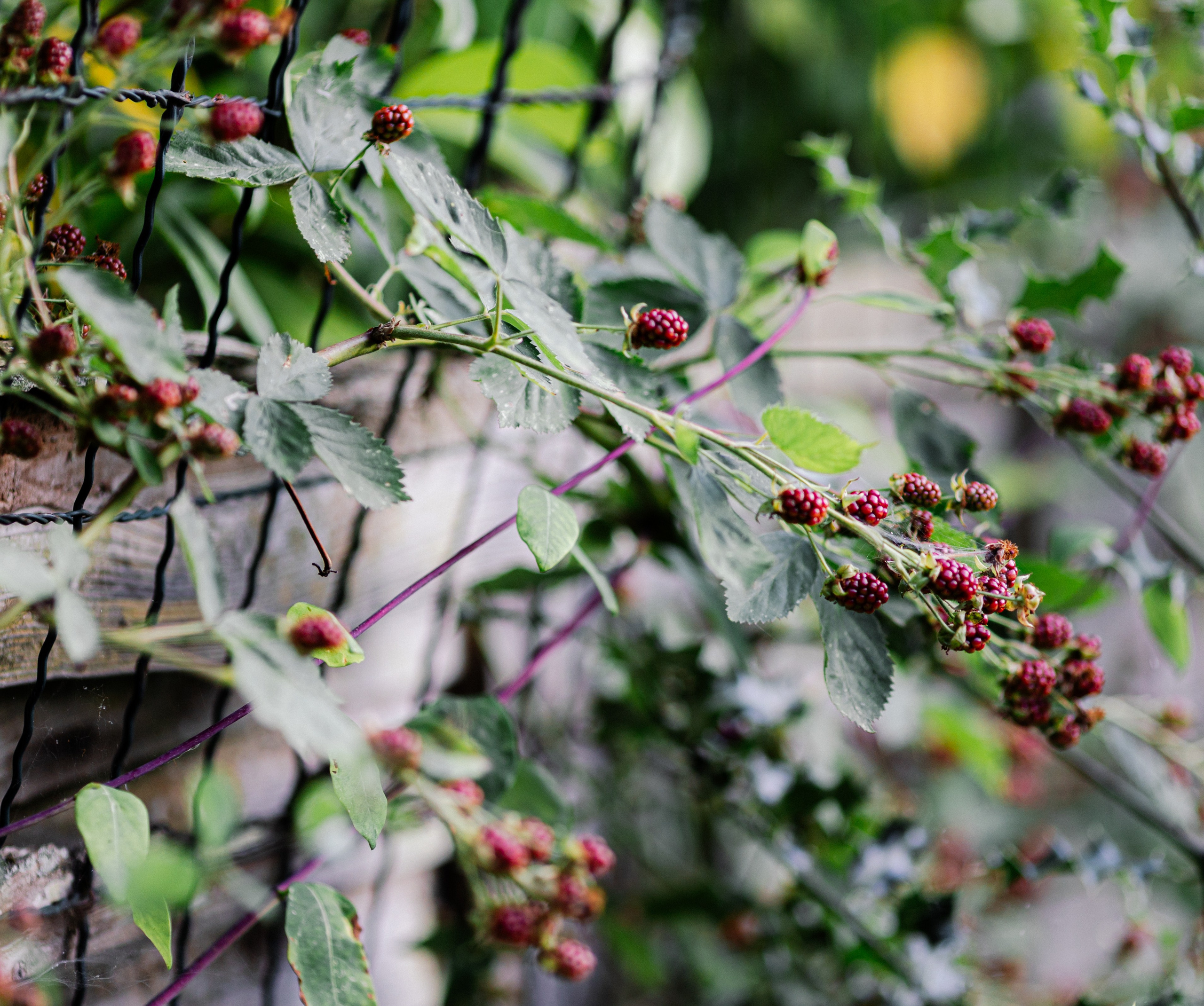 Paula & Ed — Maidstone. August, 2022. Timeless Wedding & Event Photography from London to the world