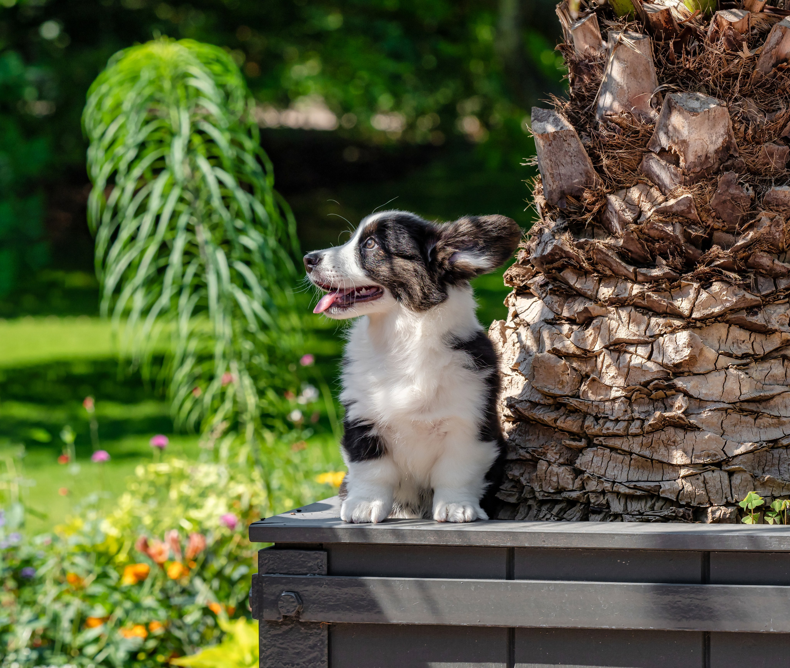 Puppies 03/06/2025. Photographe à Strasbourg | Portraits, Studio, Enfants, Événements