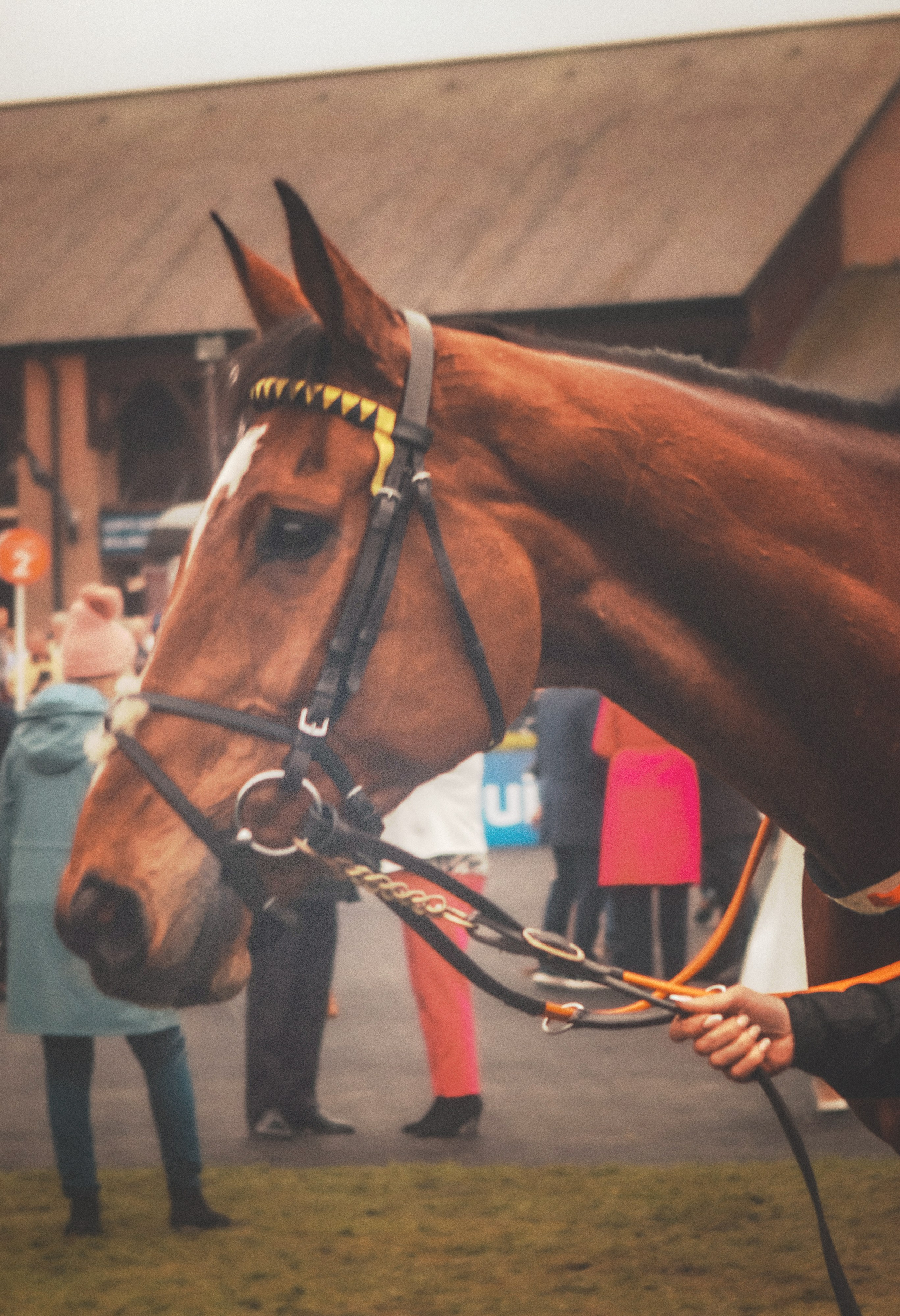 Punchestown. Photographer Co Dublin, Balbriggan — Agata Maliseva