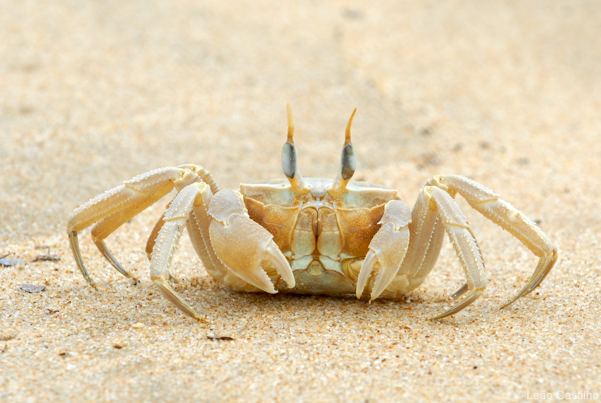 Photos of animals. Simbahalu