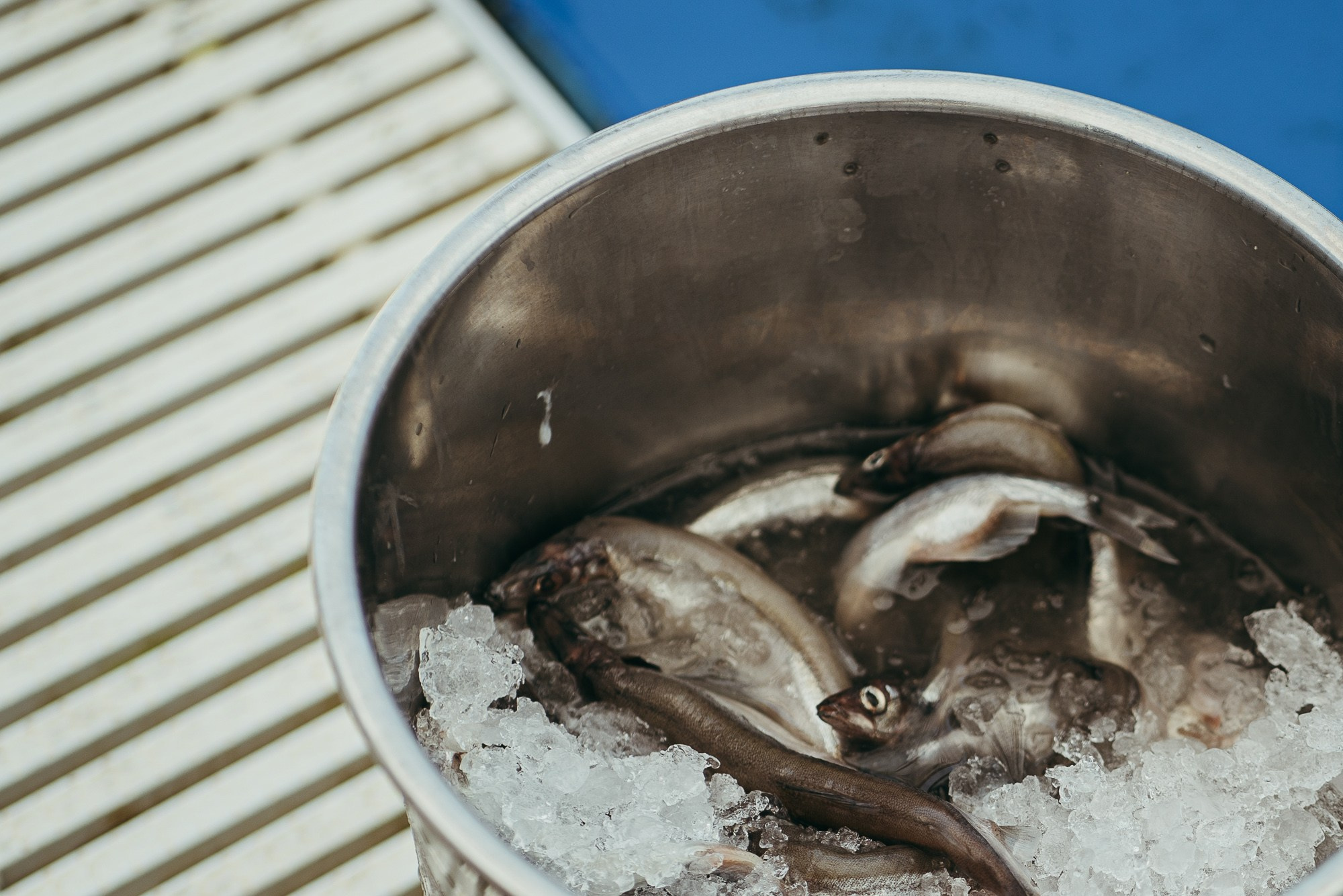 200 kilohertz. Stanislava Novgorodtseva — Photographer | Visual Artist | Educator