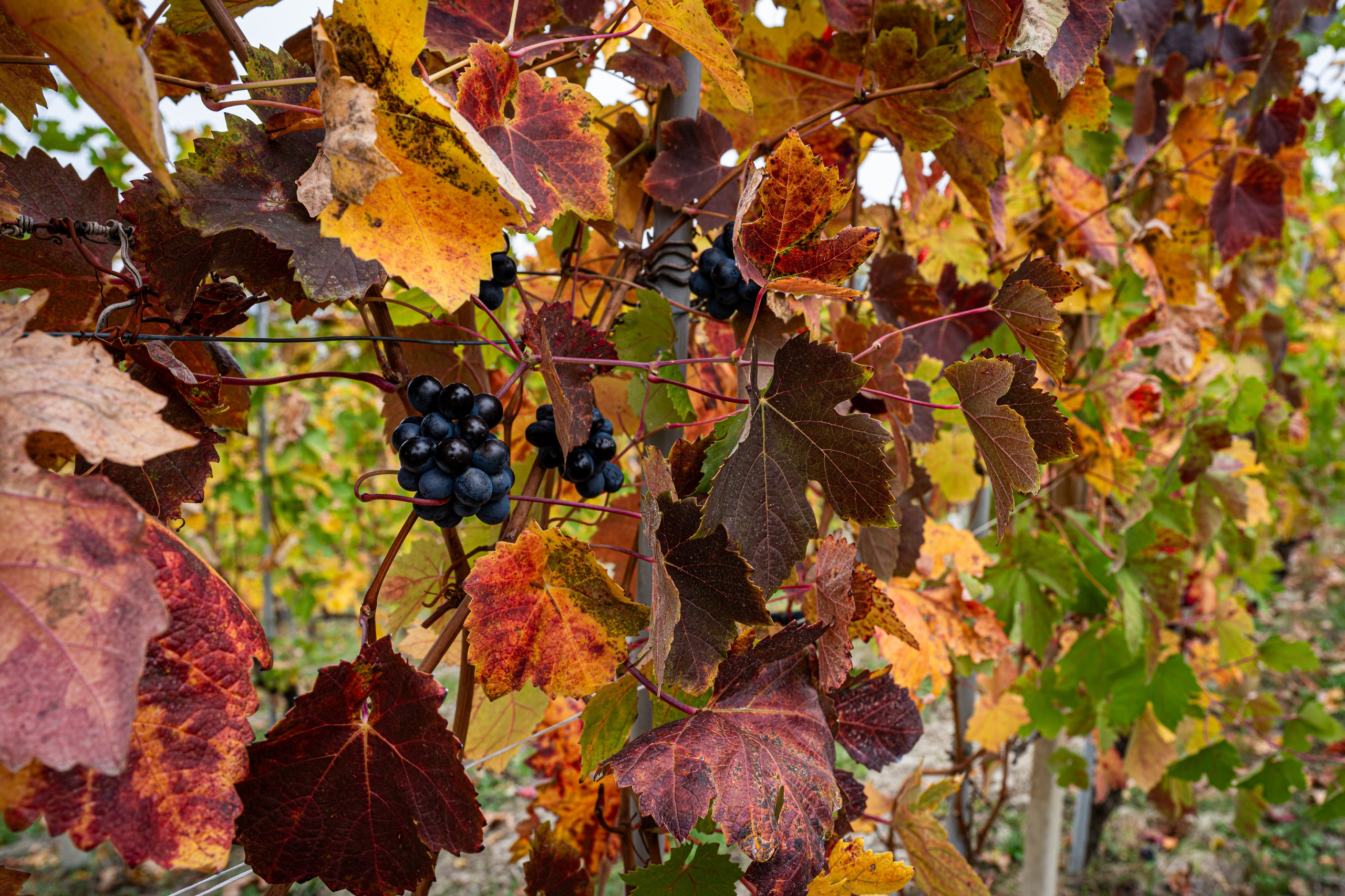 Cantine Boasso Serralunga. “Gianmaria Coscia fotografo per passione”