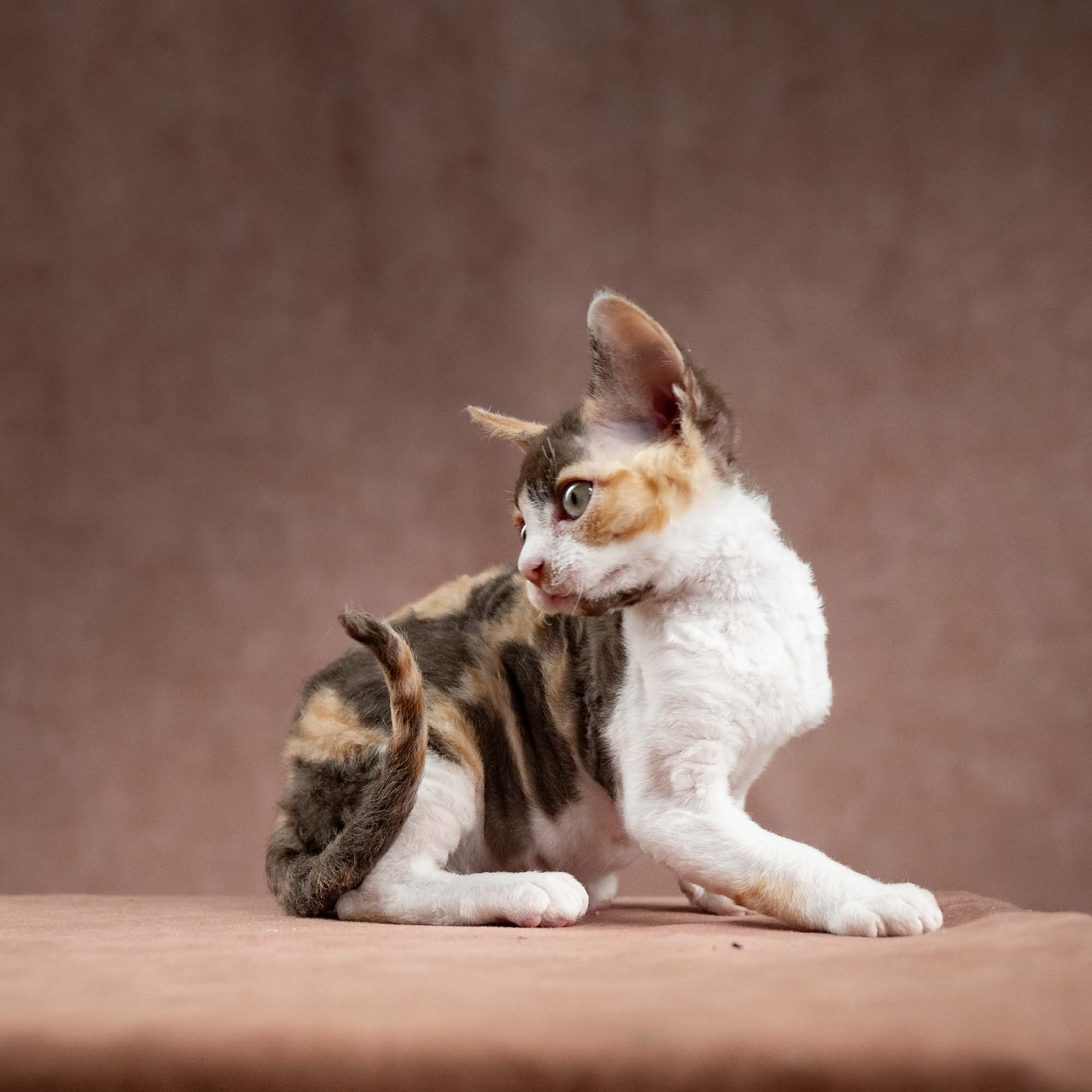Dixie, girl, born on 06.06.24 SOLD. Devon Rex Pixie Cattery