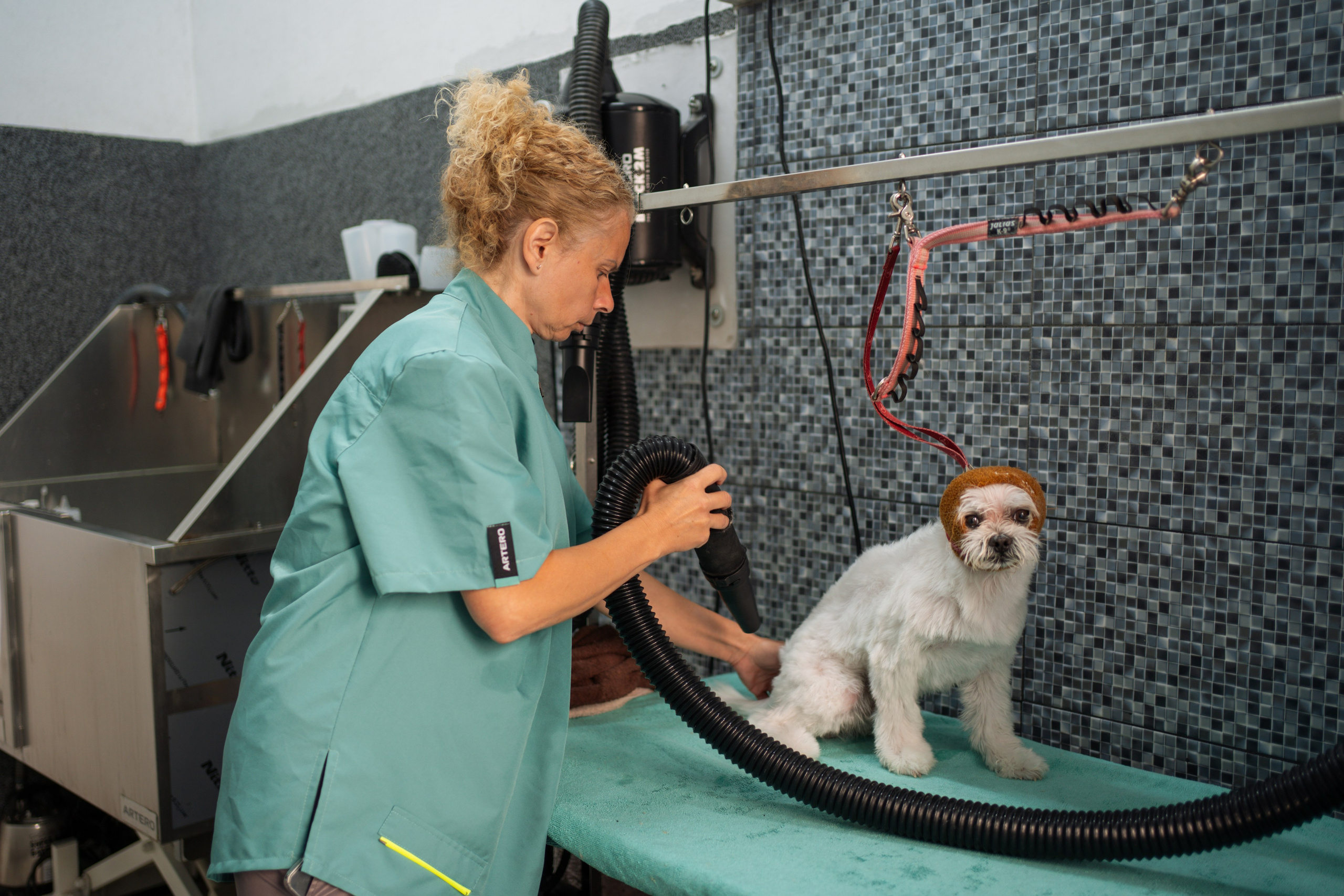 PetGroom Timisoara. Cozac Cristian Photographer