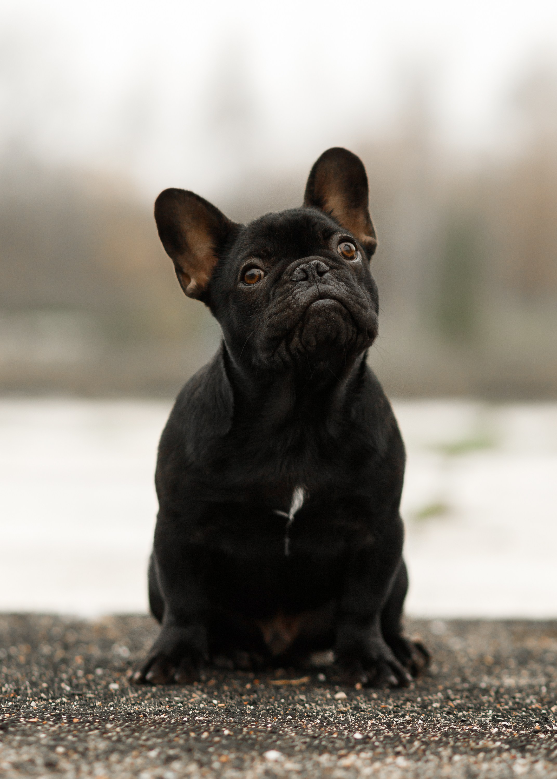 Dog shows | the best ones. Kaja | fotograf psów we Wrocławiu