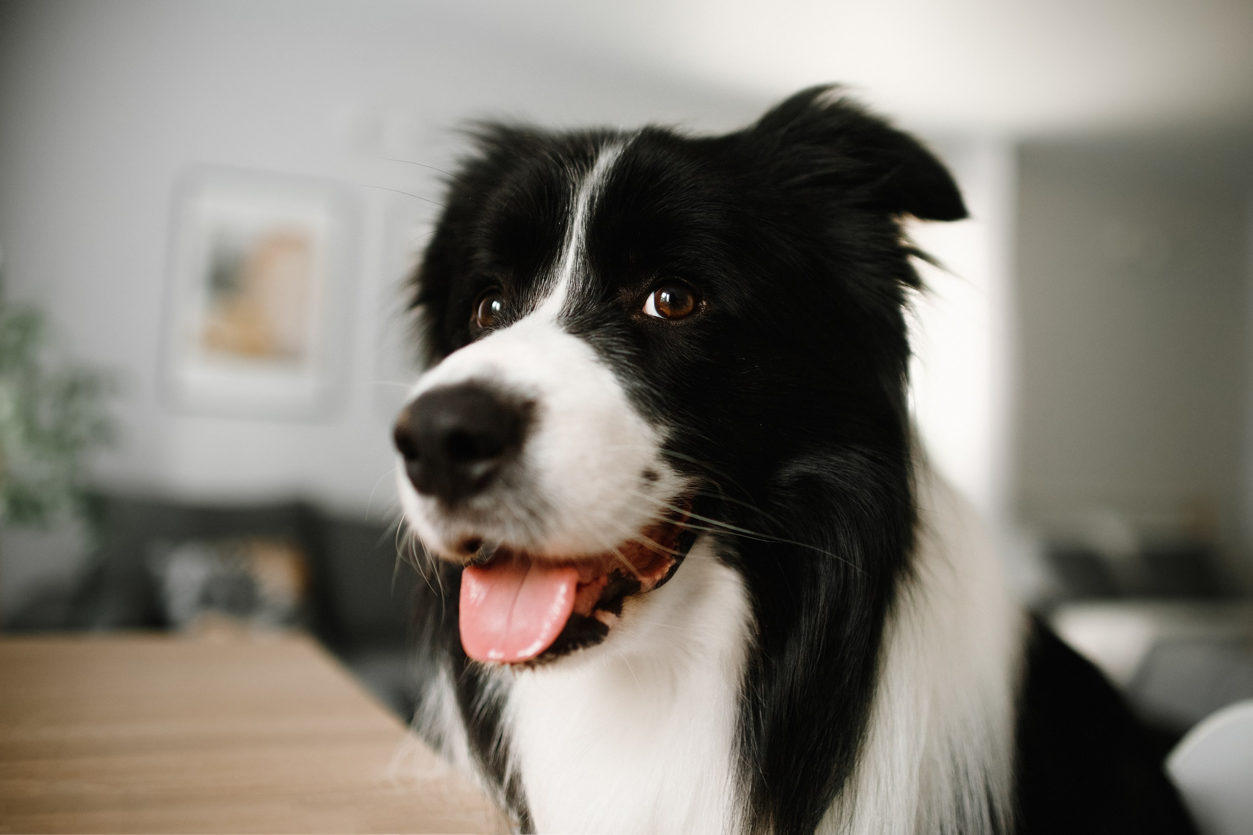 Evgenia & Richard. Kaja | fotograf we Wrocławiu | ludzie i psy