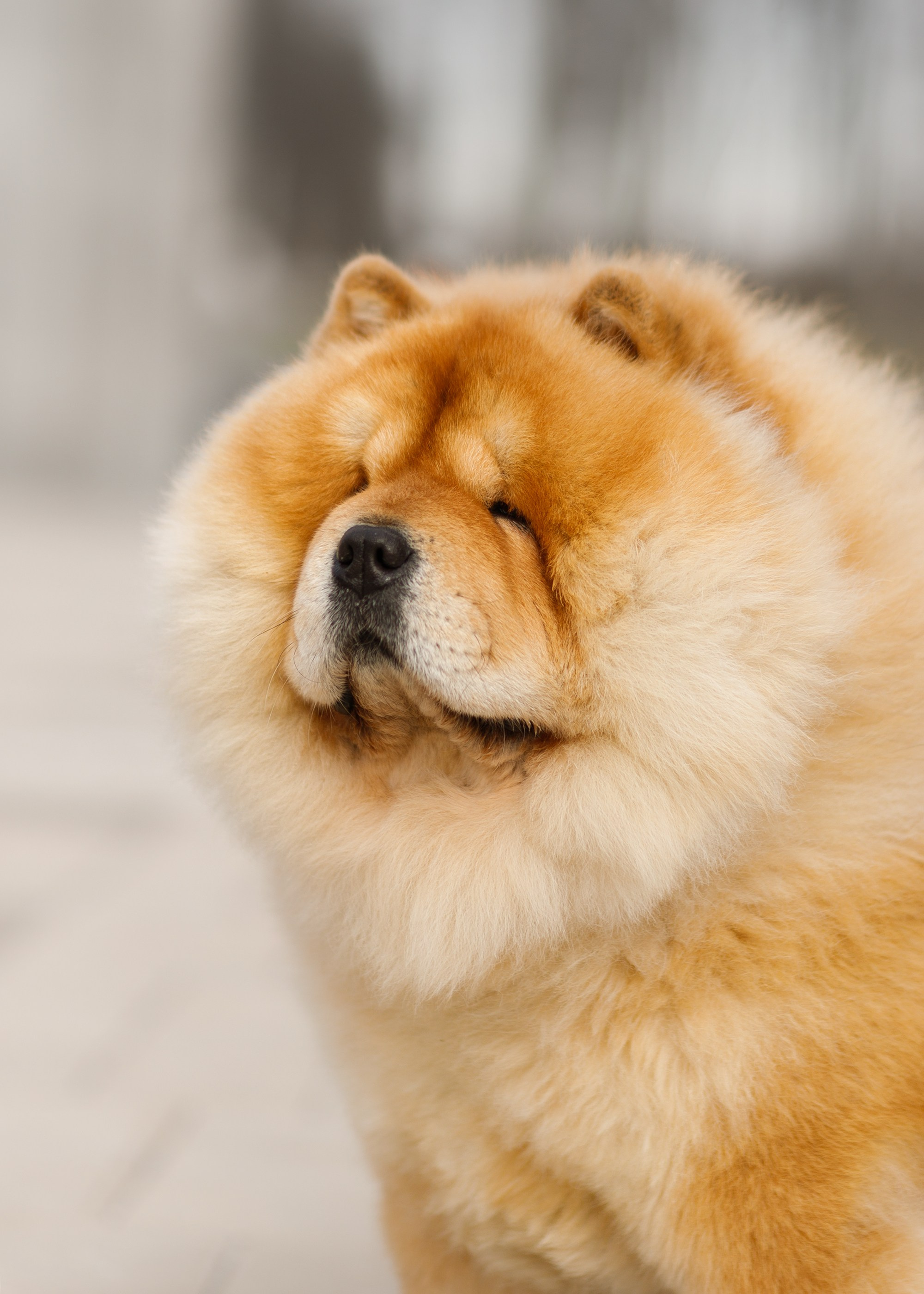 Autumn photo day for dog handler. Kaja | fotograf we Wrocławiu | ludzie i psy