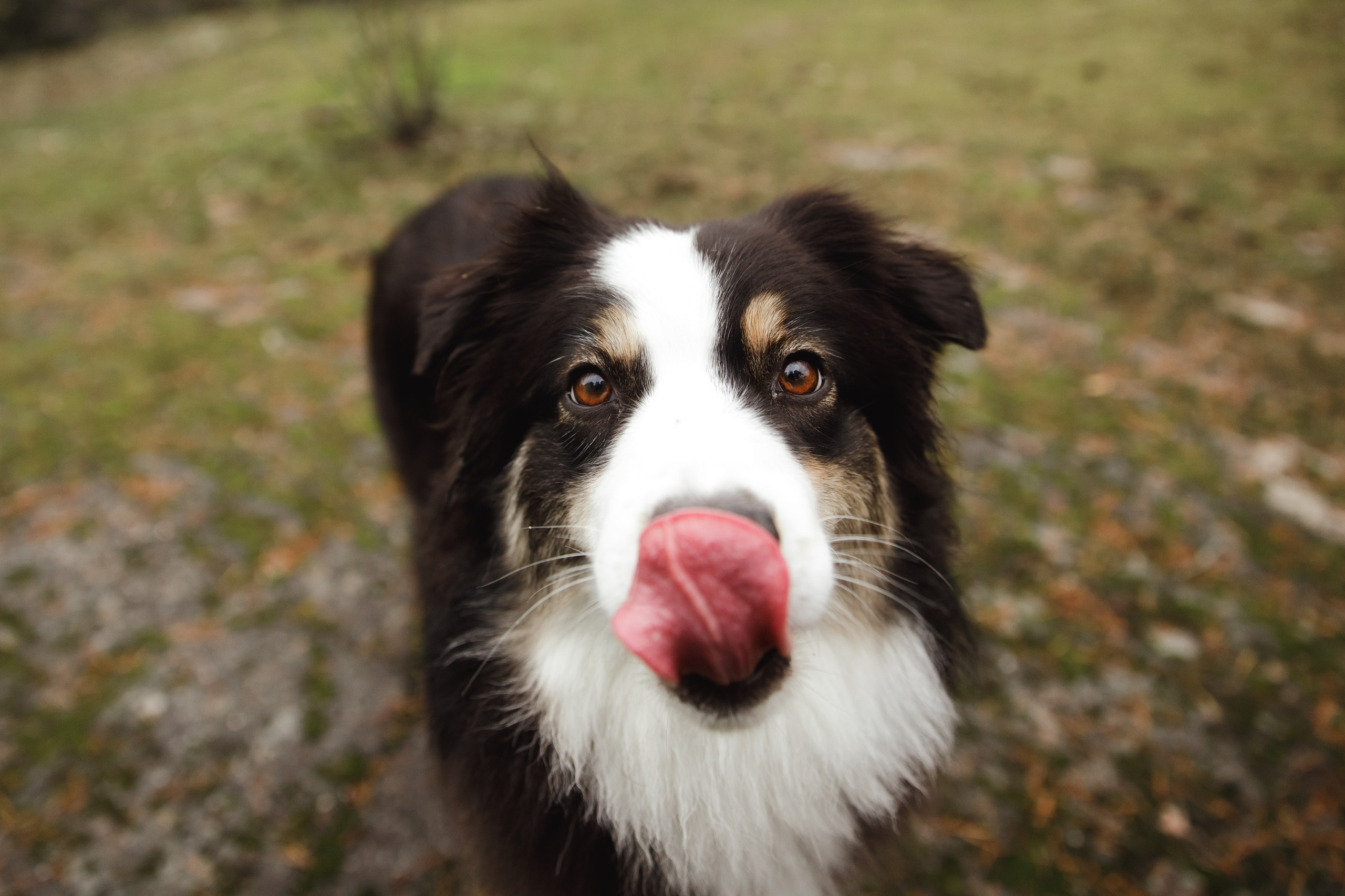 Finnish mossy hills. Kaja | fotograf psów we Wrocławiu