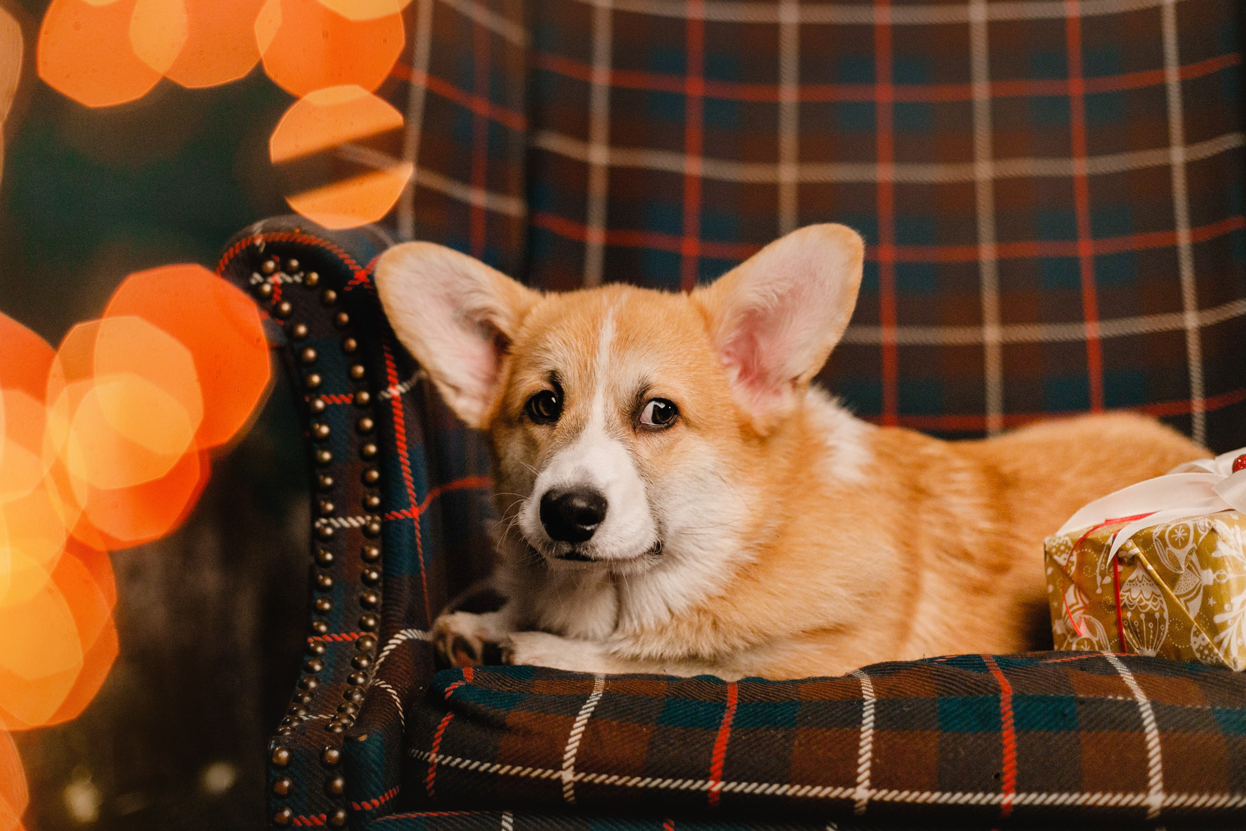 New Year corgis in studio. Kaja | fotograf we Wrocławiu | ludzie i psy