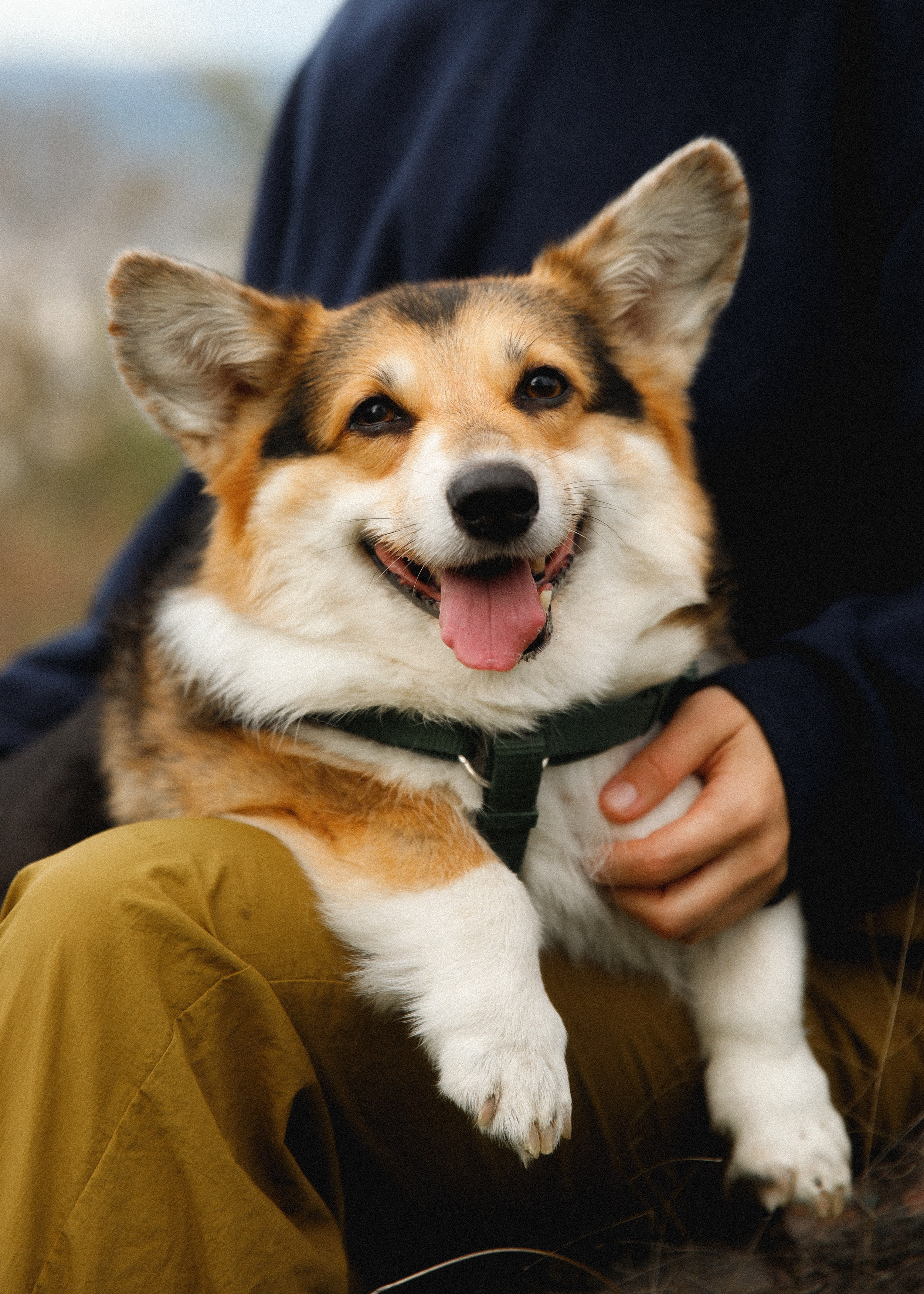 Sasha & Leonid. Kaja | fotograf psów we Wrocławiu